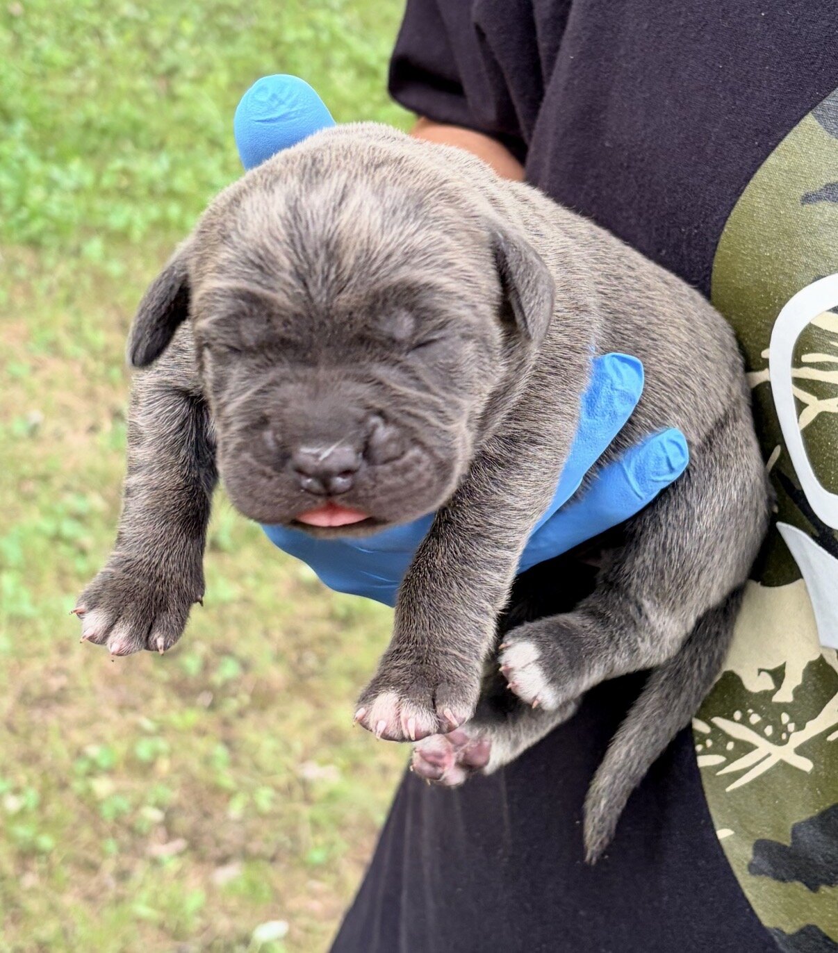 Full Blooded Cane Corso Puppies Champion Bloodline image 6