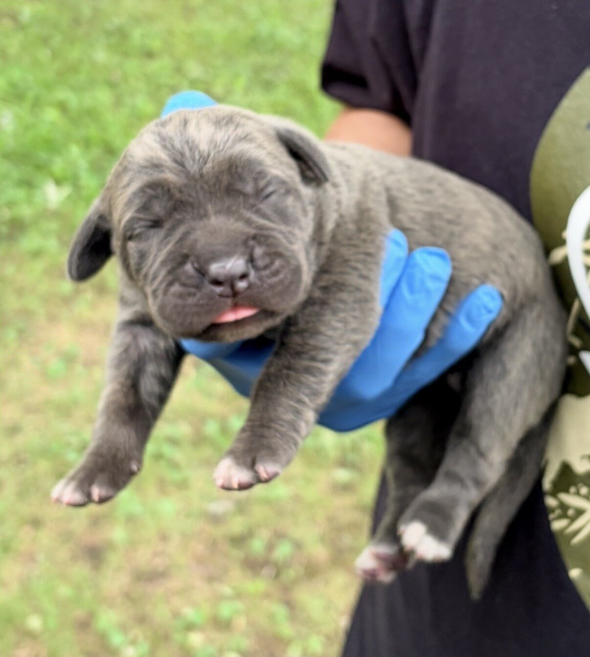 Full Blooded Cane Corso Puppies Champion Bloodline image 7