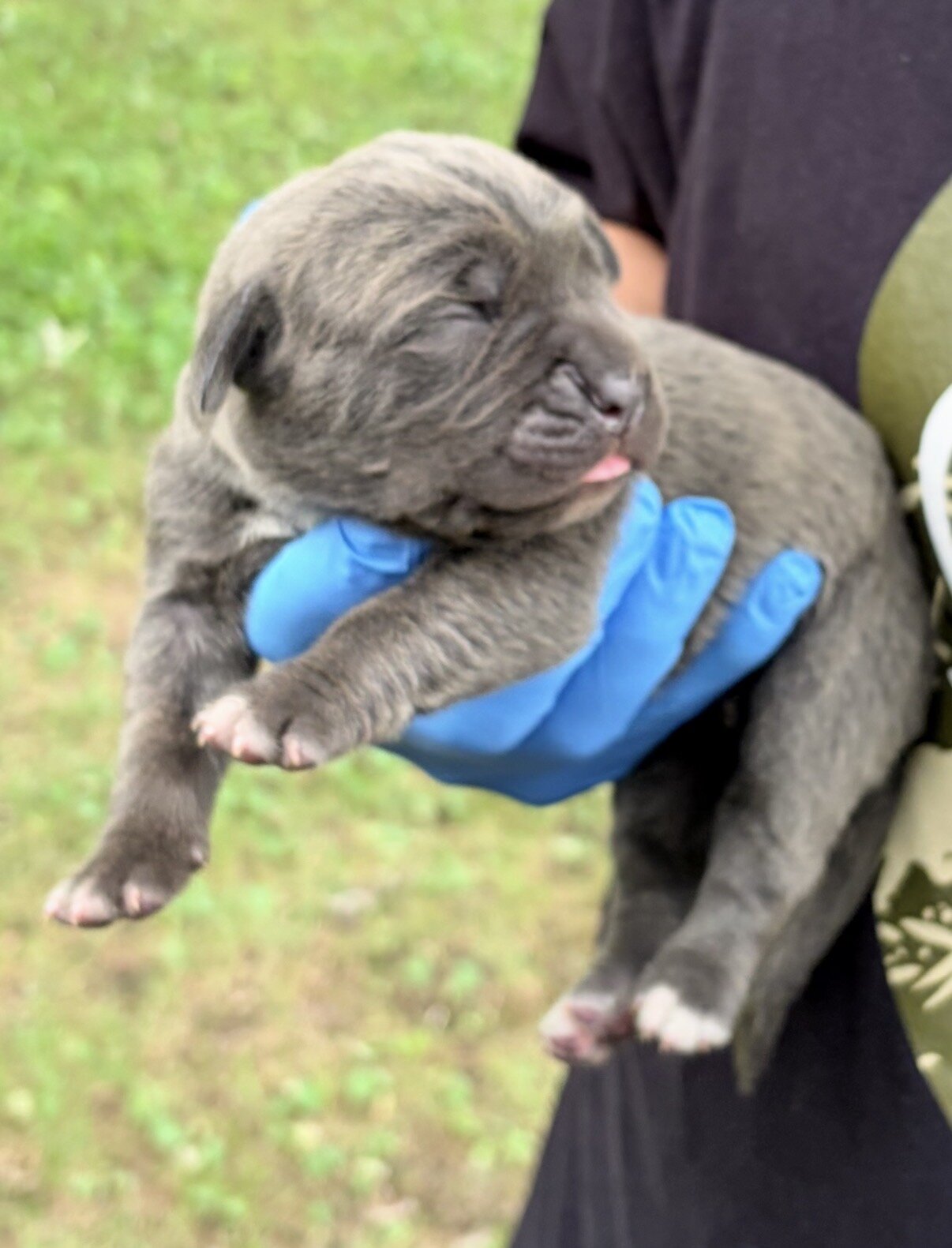 Full Blooded Cane Corso Puppies Champion Bloodline image 5