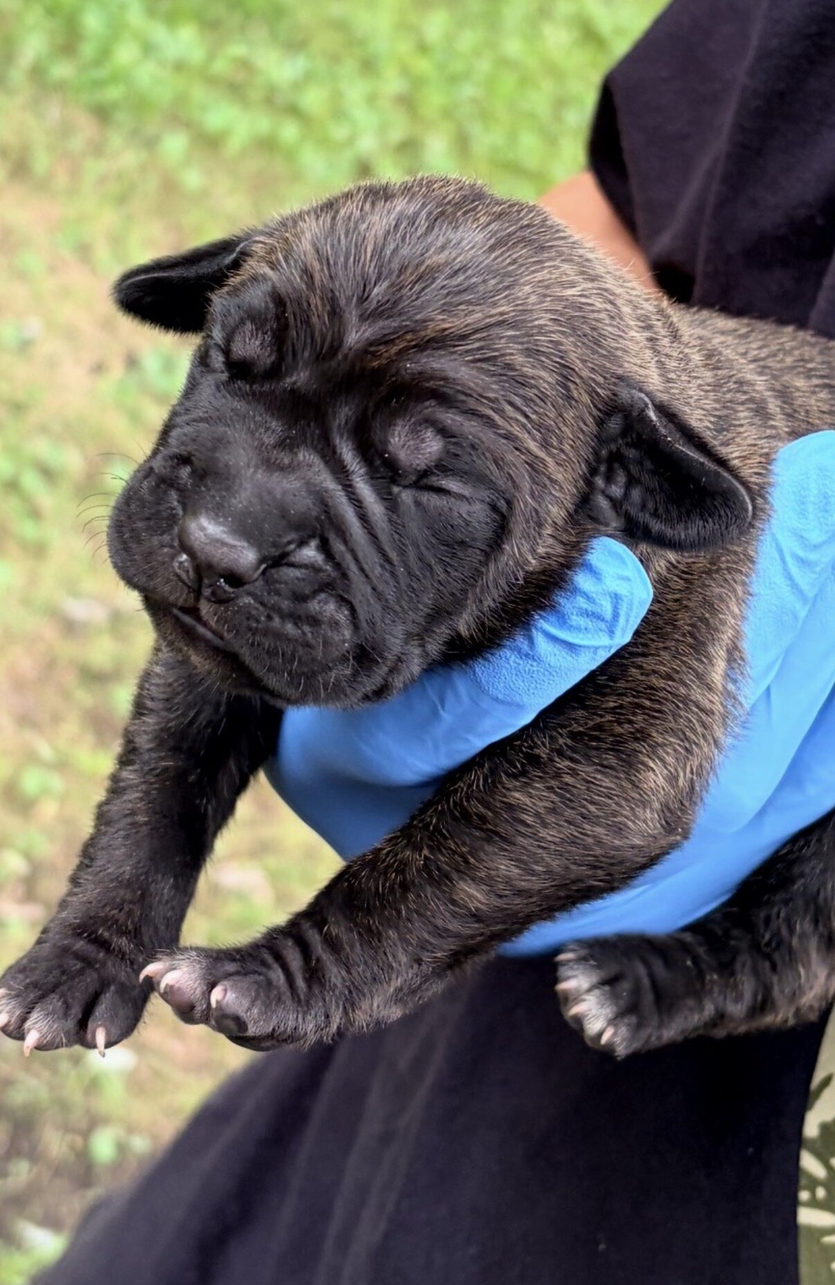 Full Blooded Cane Corso Puppies Champion Bloodline image 8