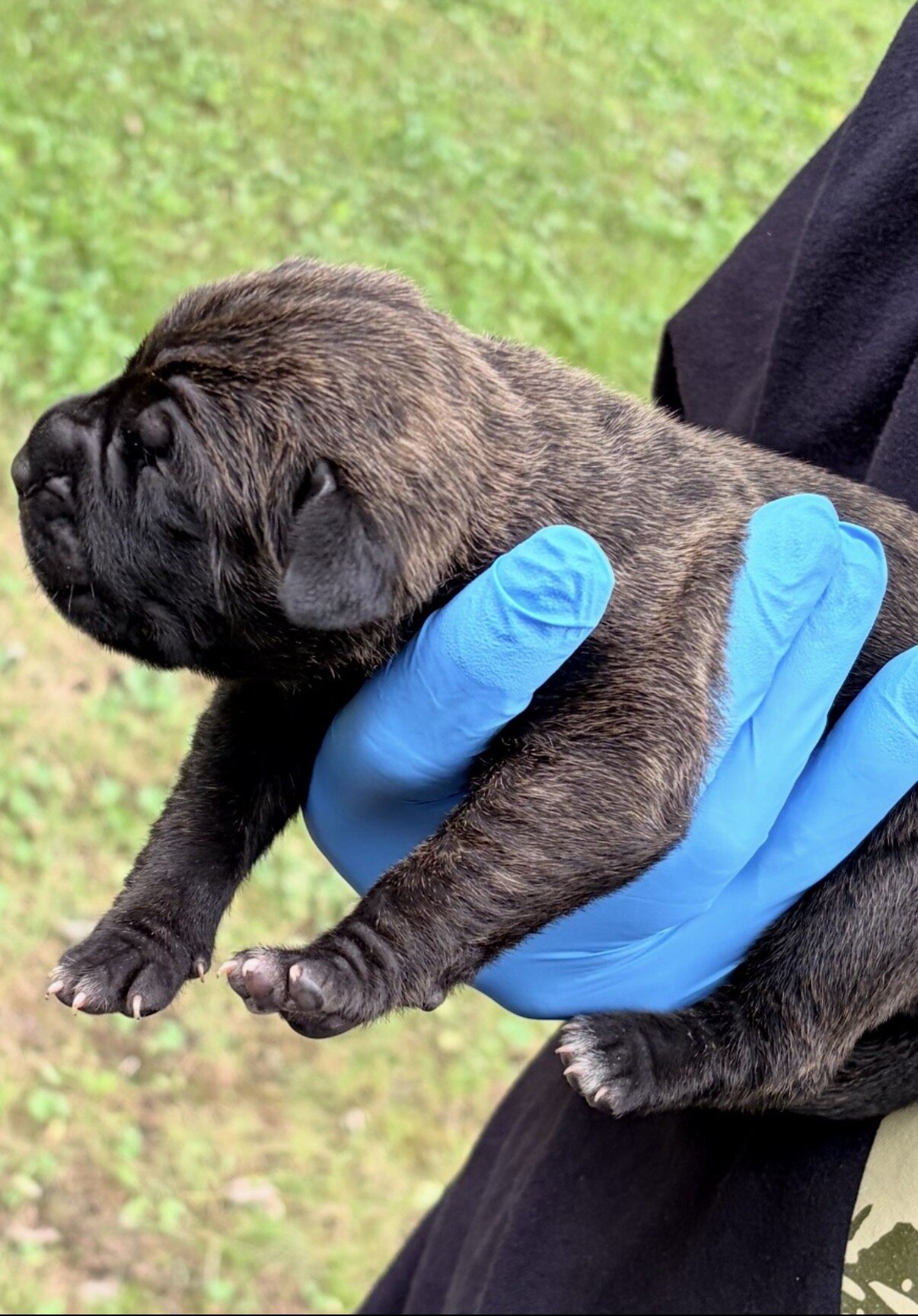 Full Blooded Cane Corso Puppies Champion Bloodline image 9