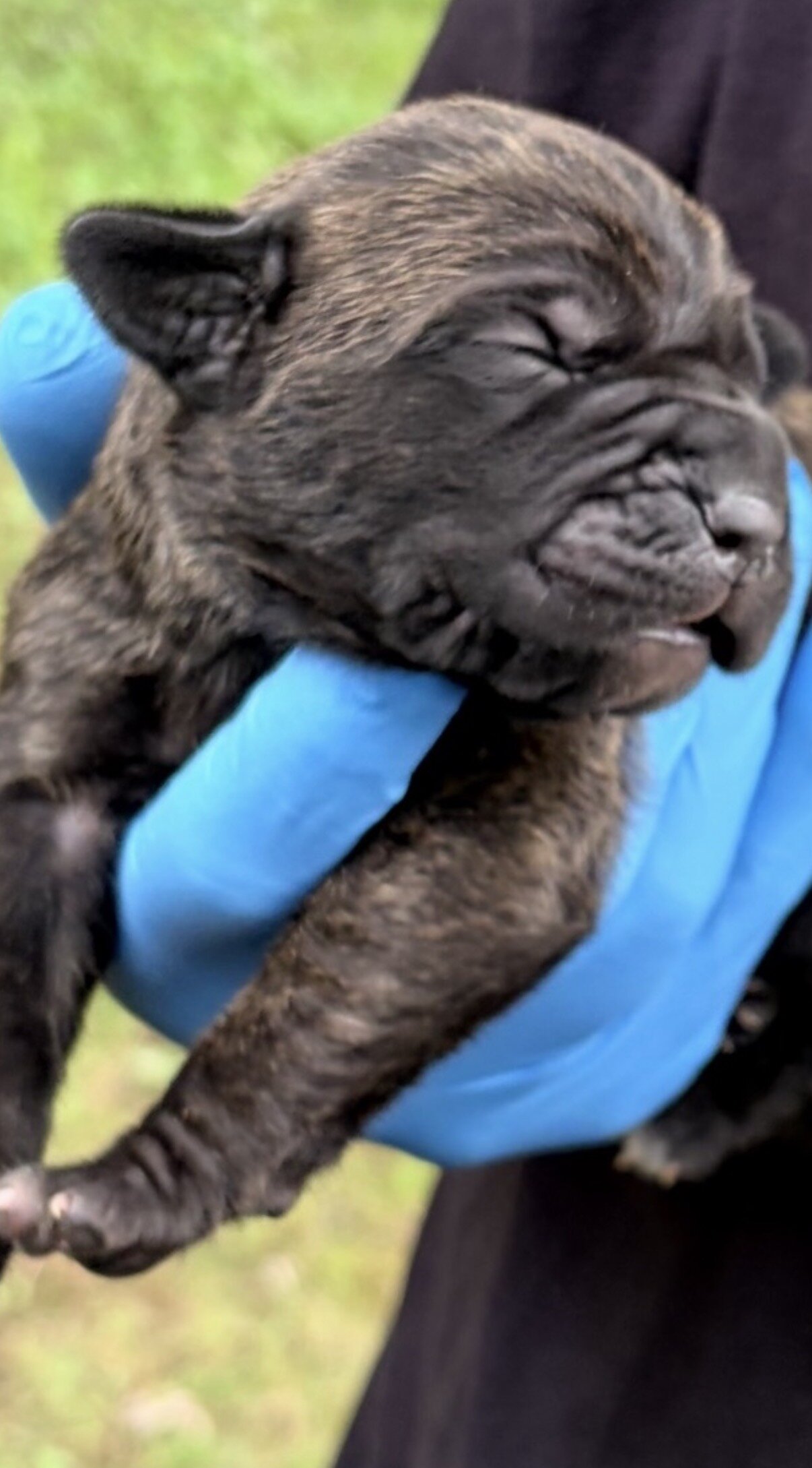 Full Blooded Cane Corso Puppies Champion Bloodline image 1