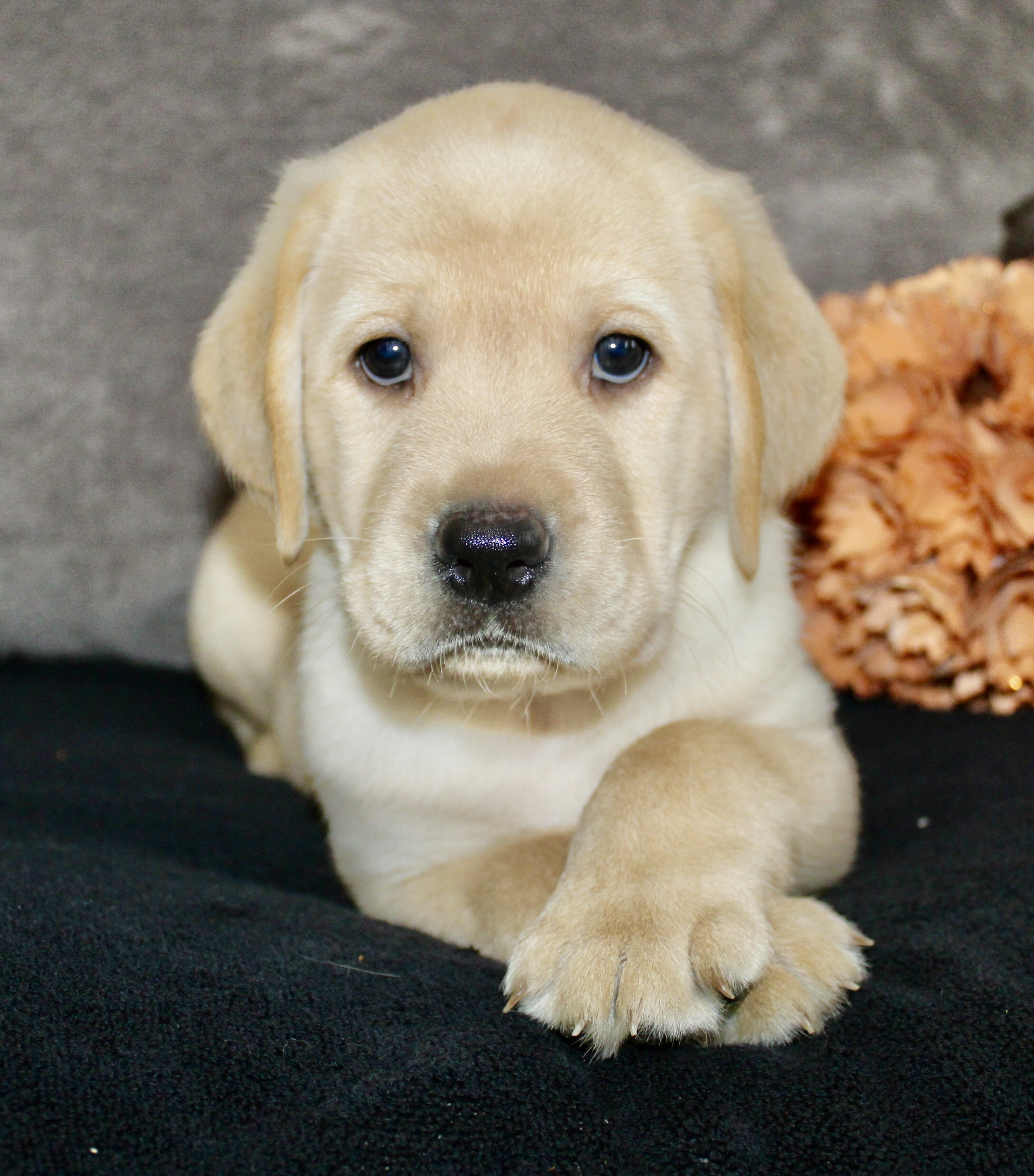 Sam Male AKC Labrador Retriever image 7