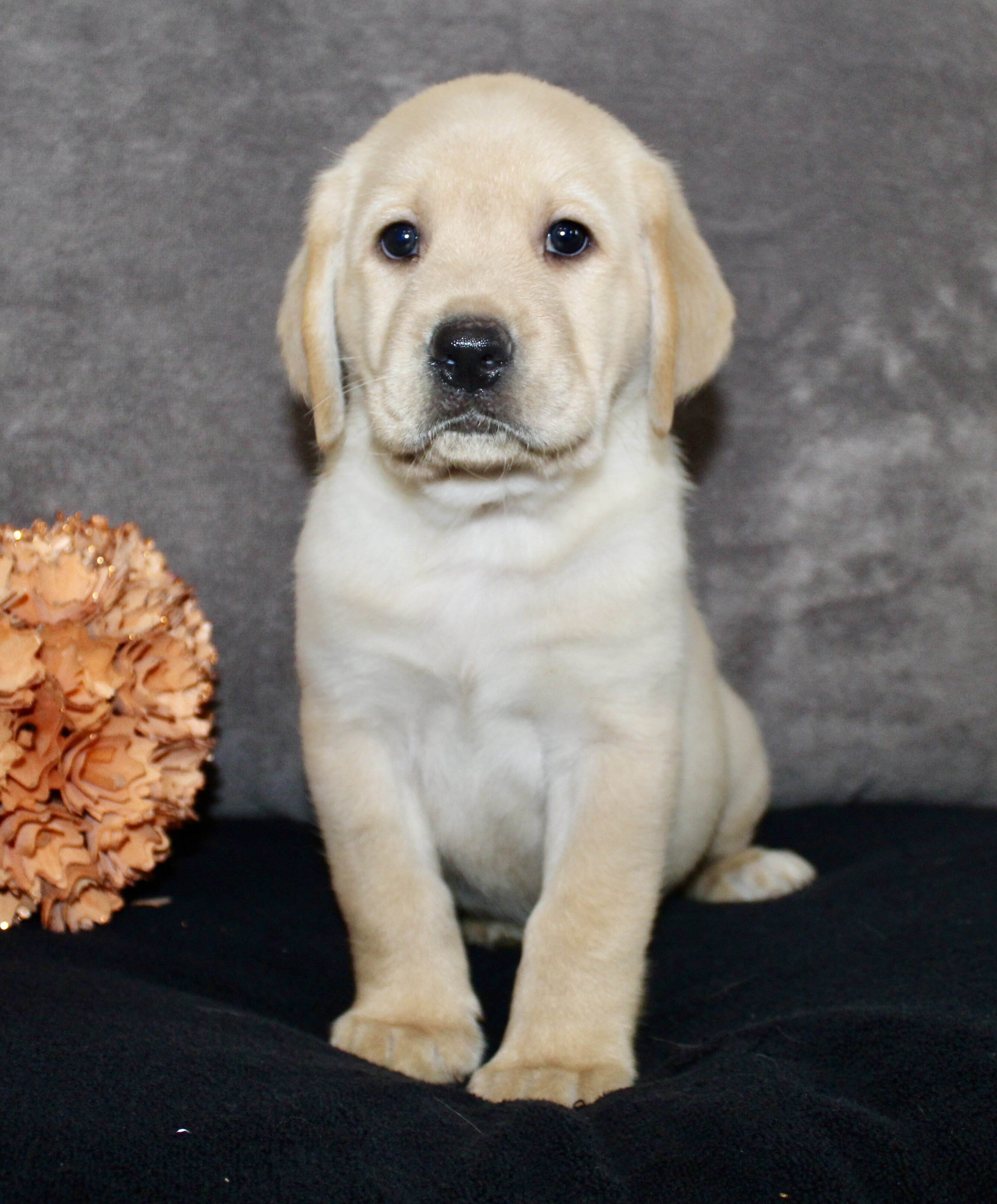 Sam Male AKC Labrador Retriever image 4