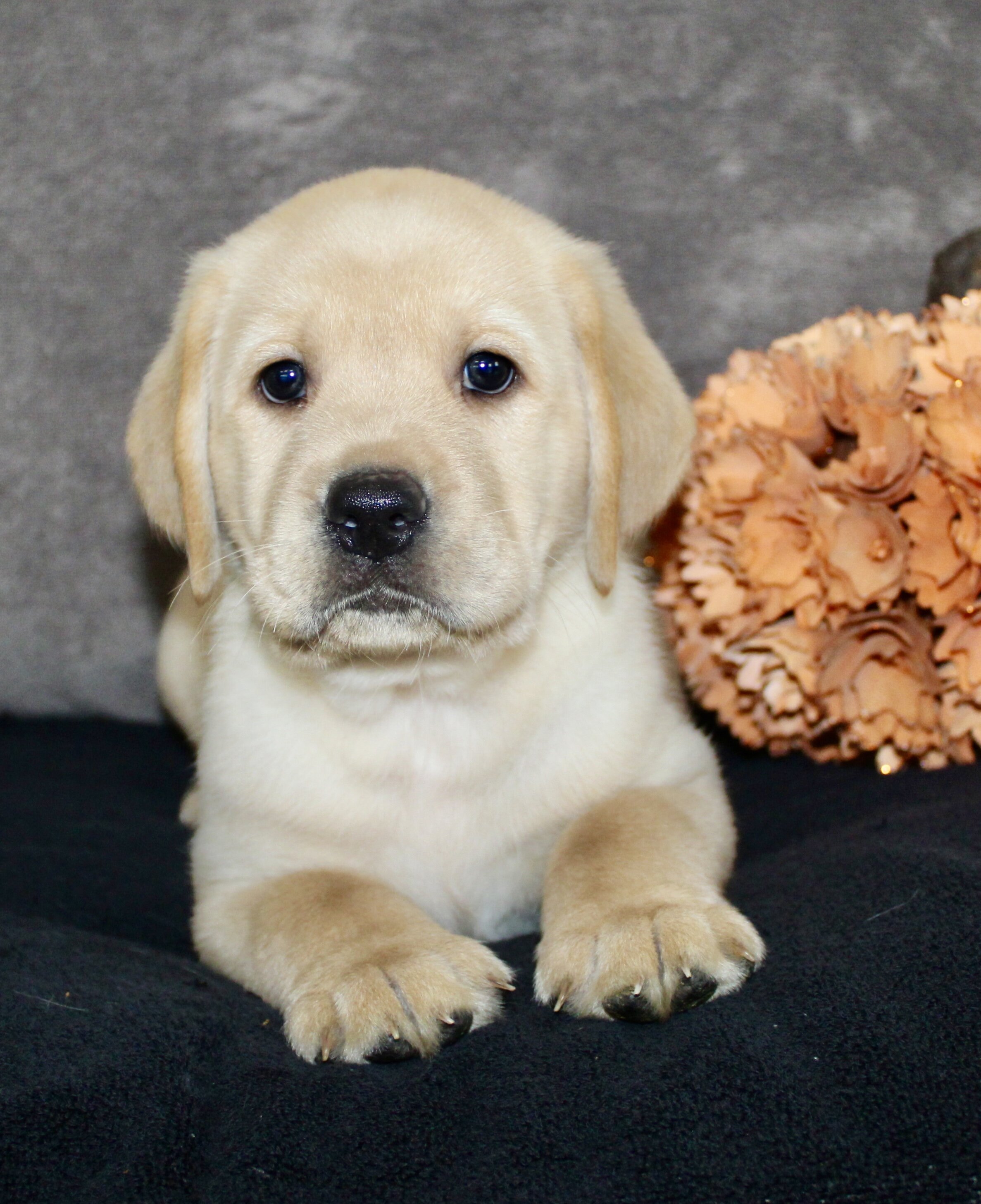 Sam Male AKC Labrador Retriever image 5
