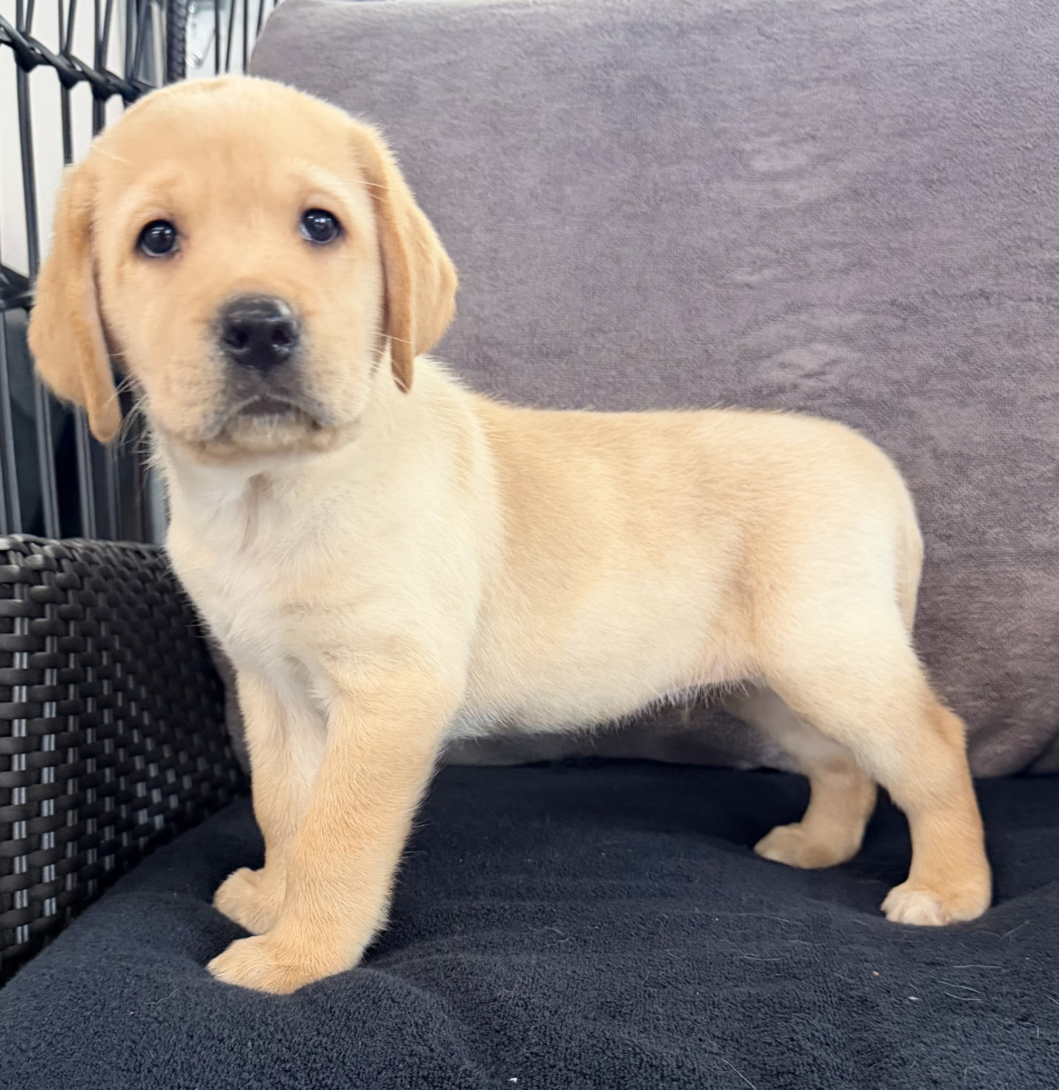 Sam Male AKC Labrador Retriever image 2