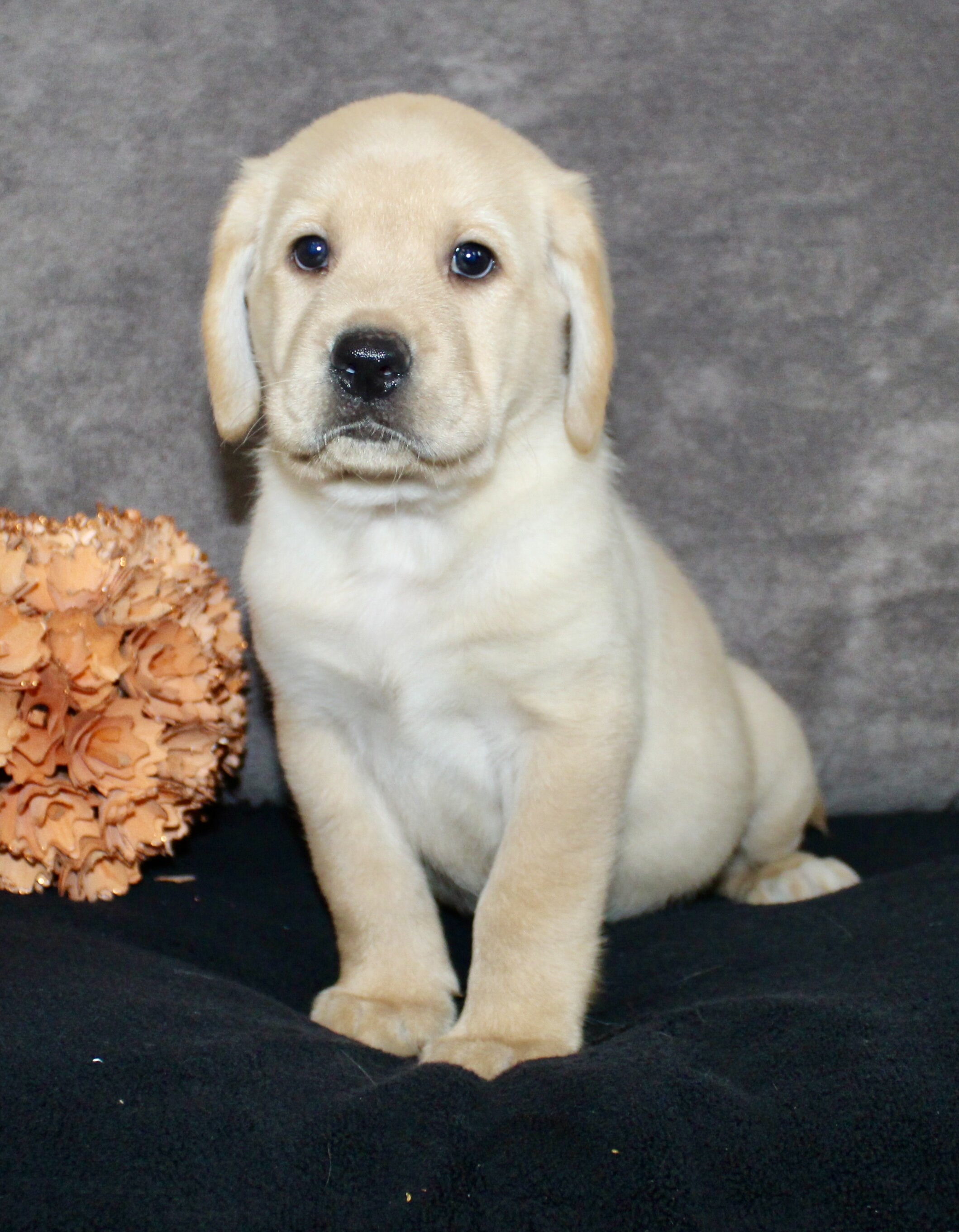 Sam Male AKC Labrador Retriever image 3