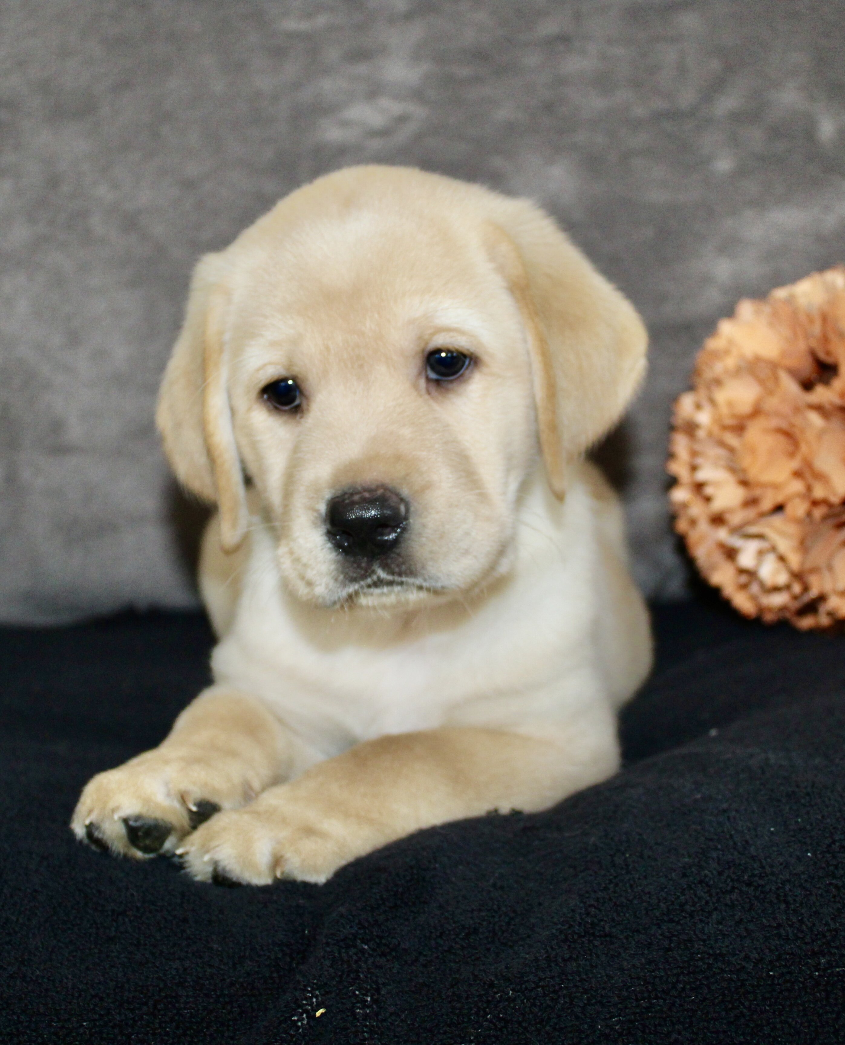 Sam Male AKC Labrador Retriever image 6