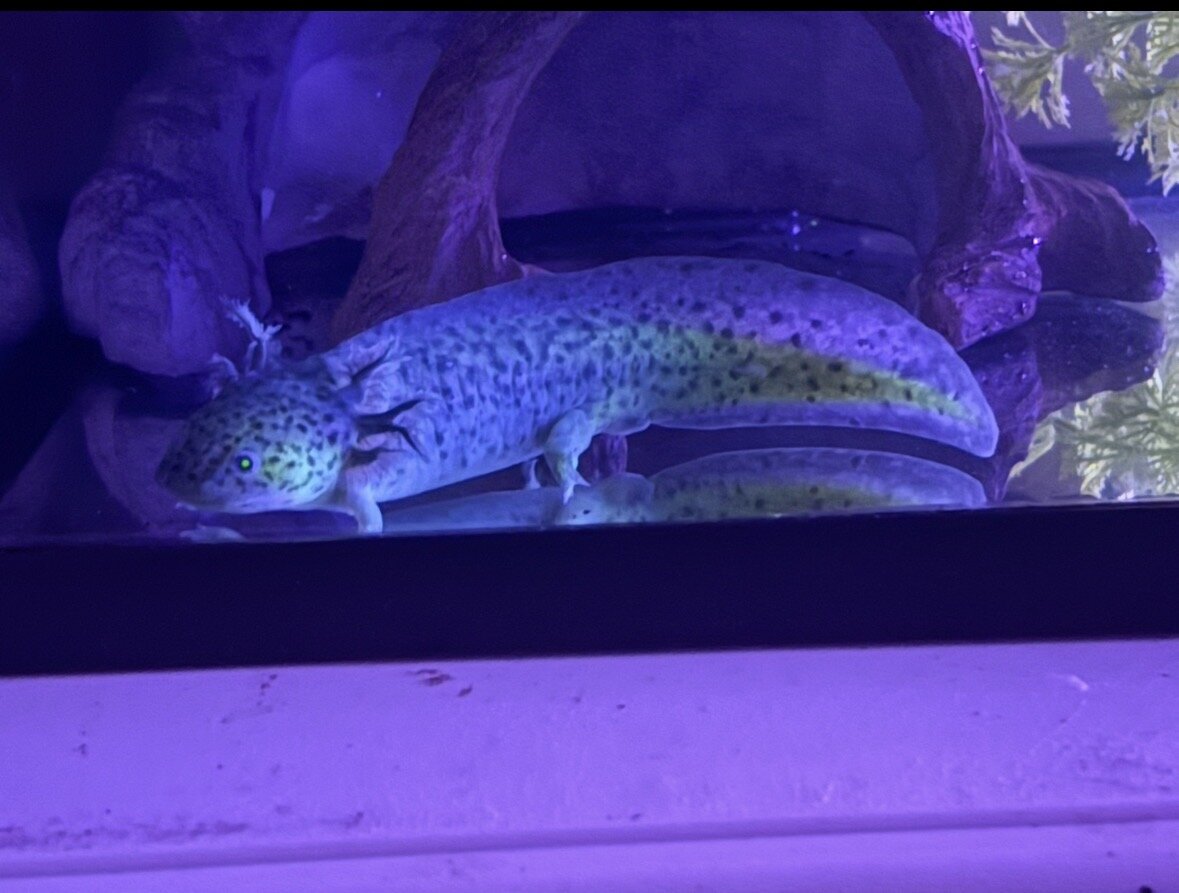 Axolotls image 4