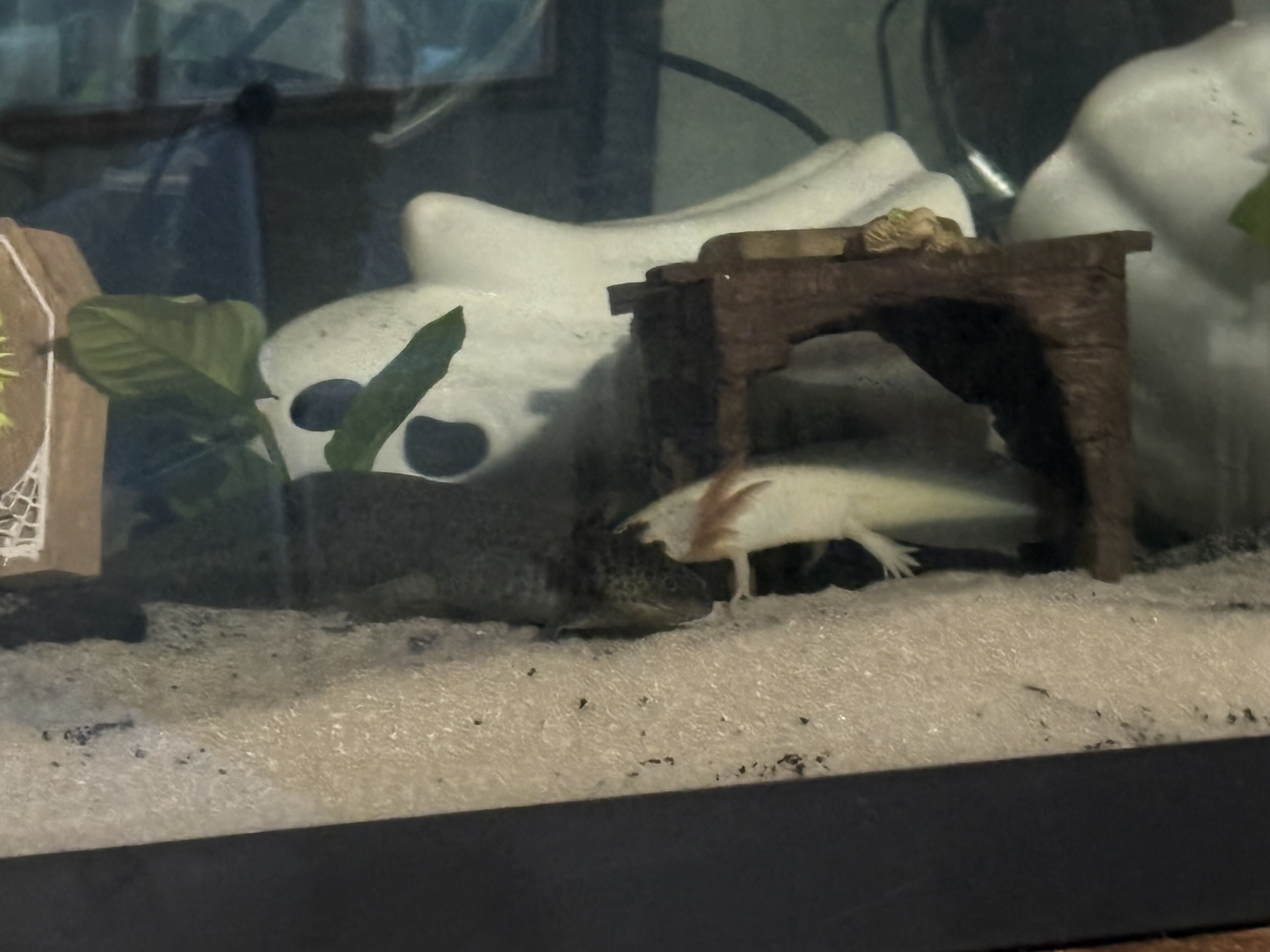 Axolotls image 3