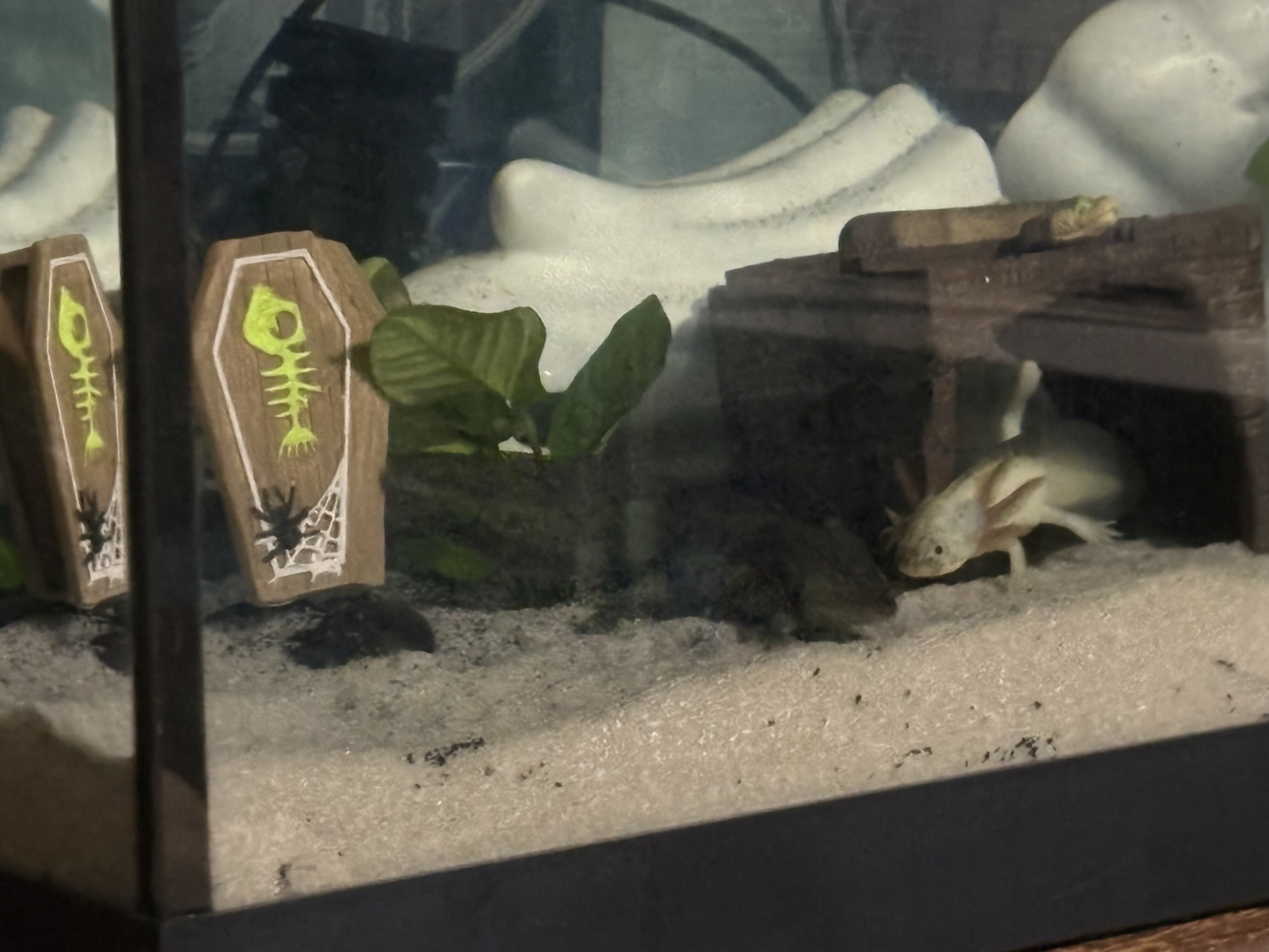 Axolotls image 2