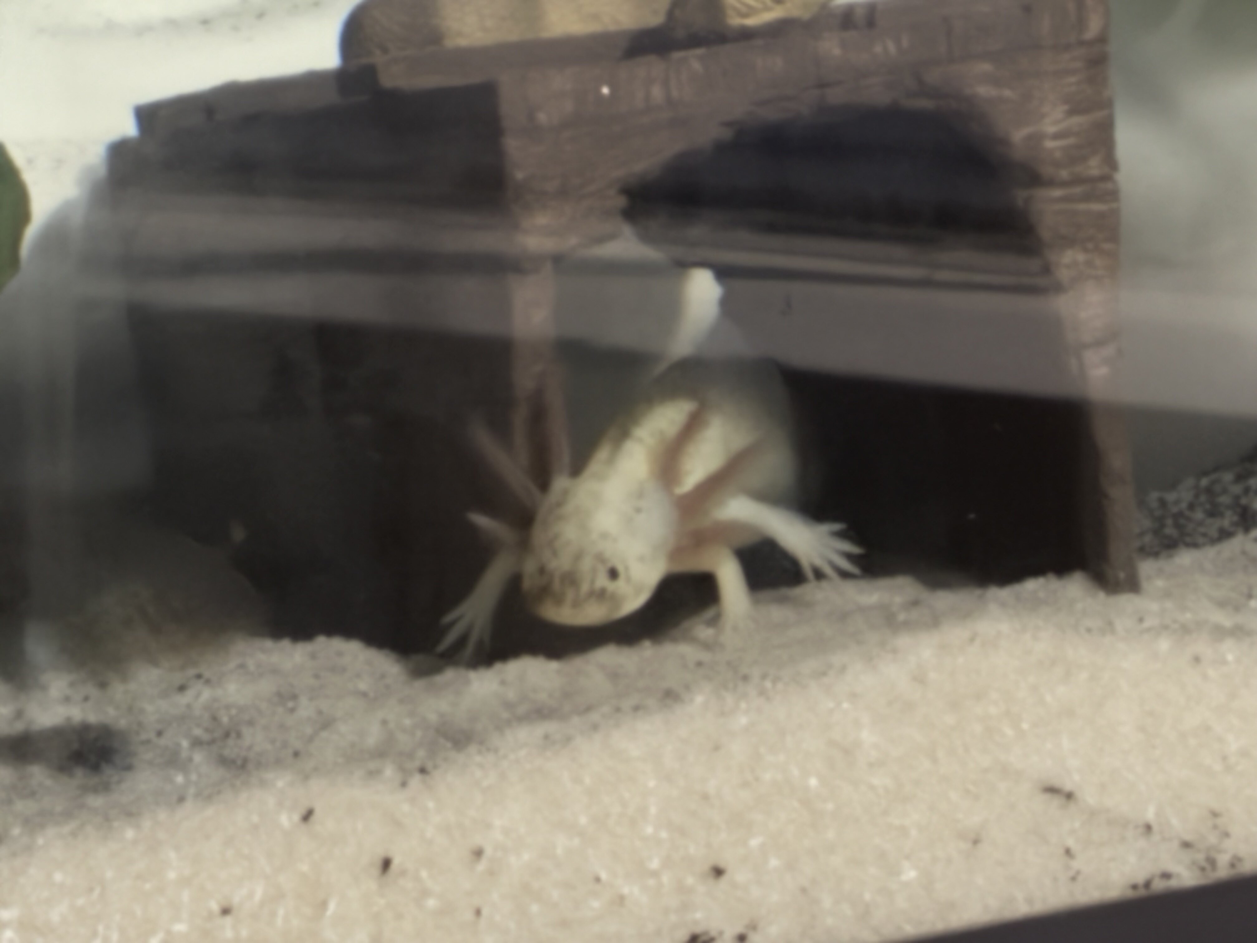 Axolotls image 1