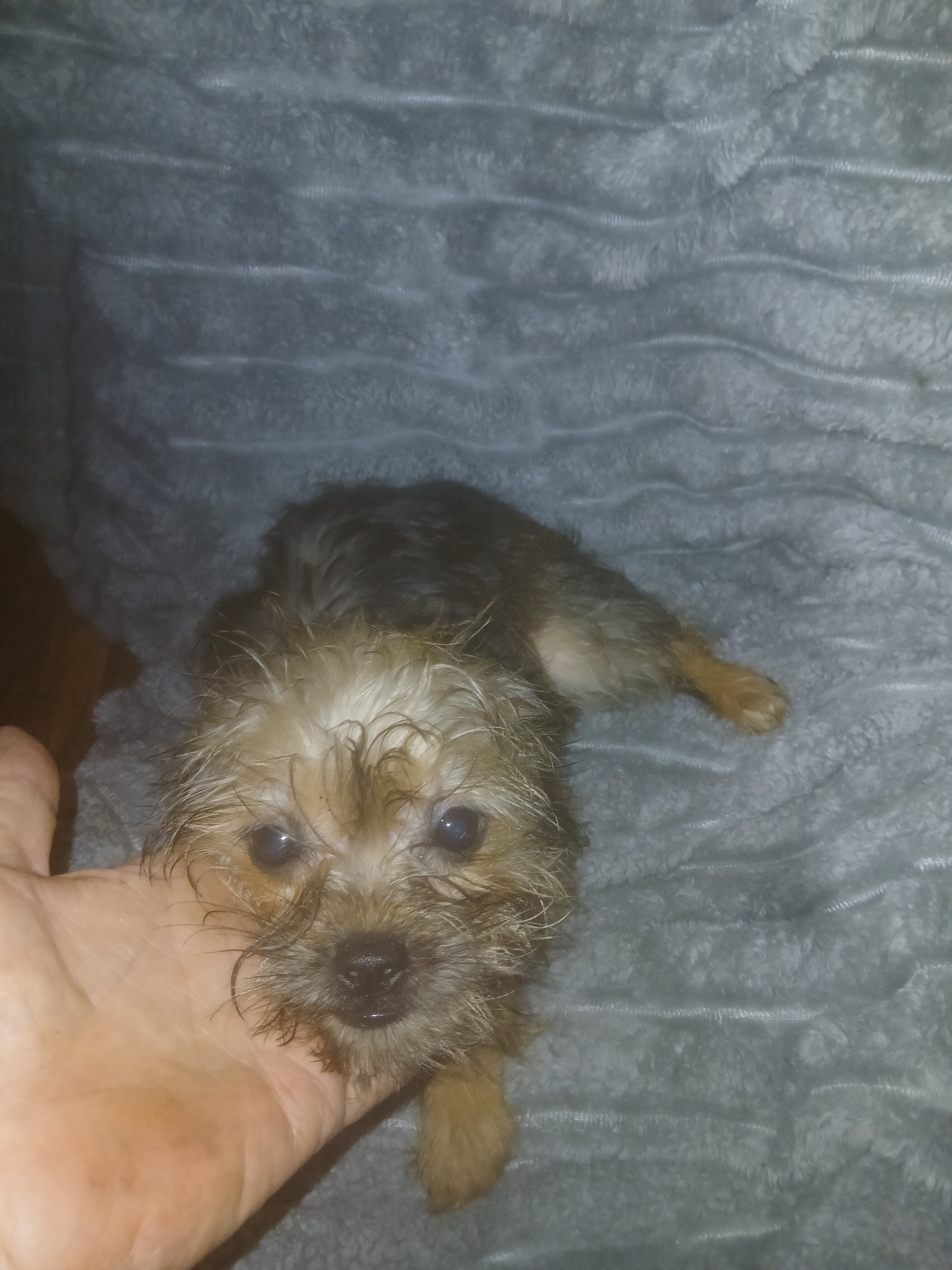 Yorkie mix image 4