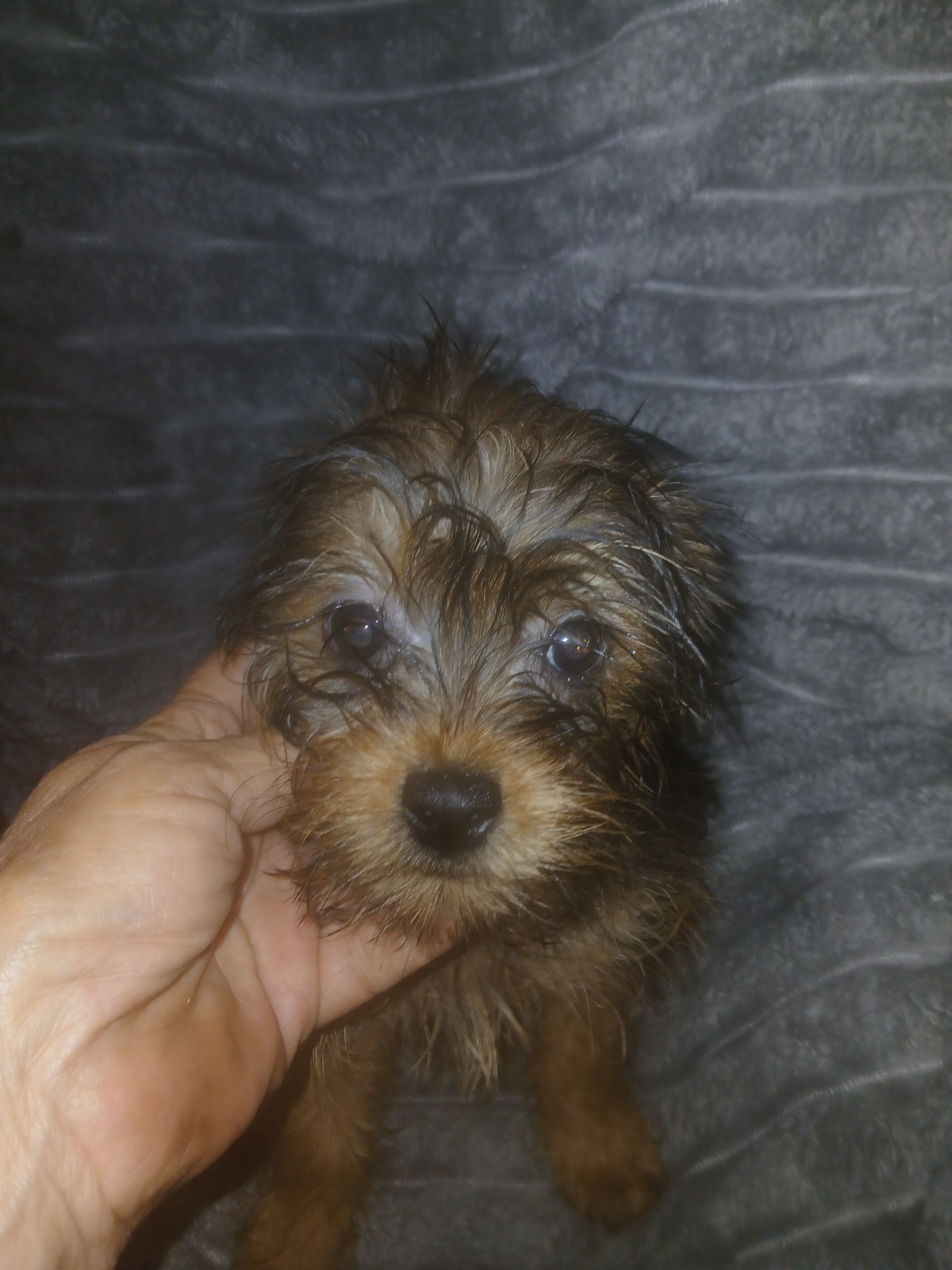 Yorkie mix image 3