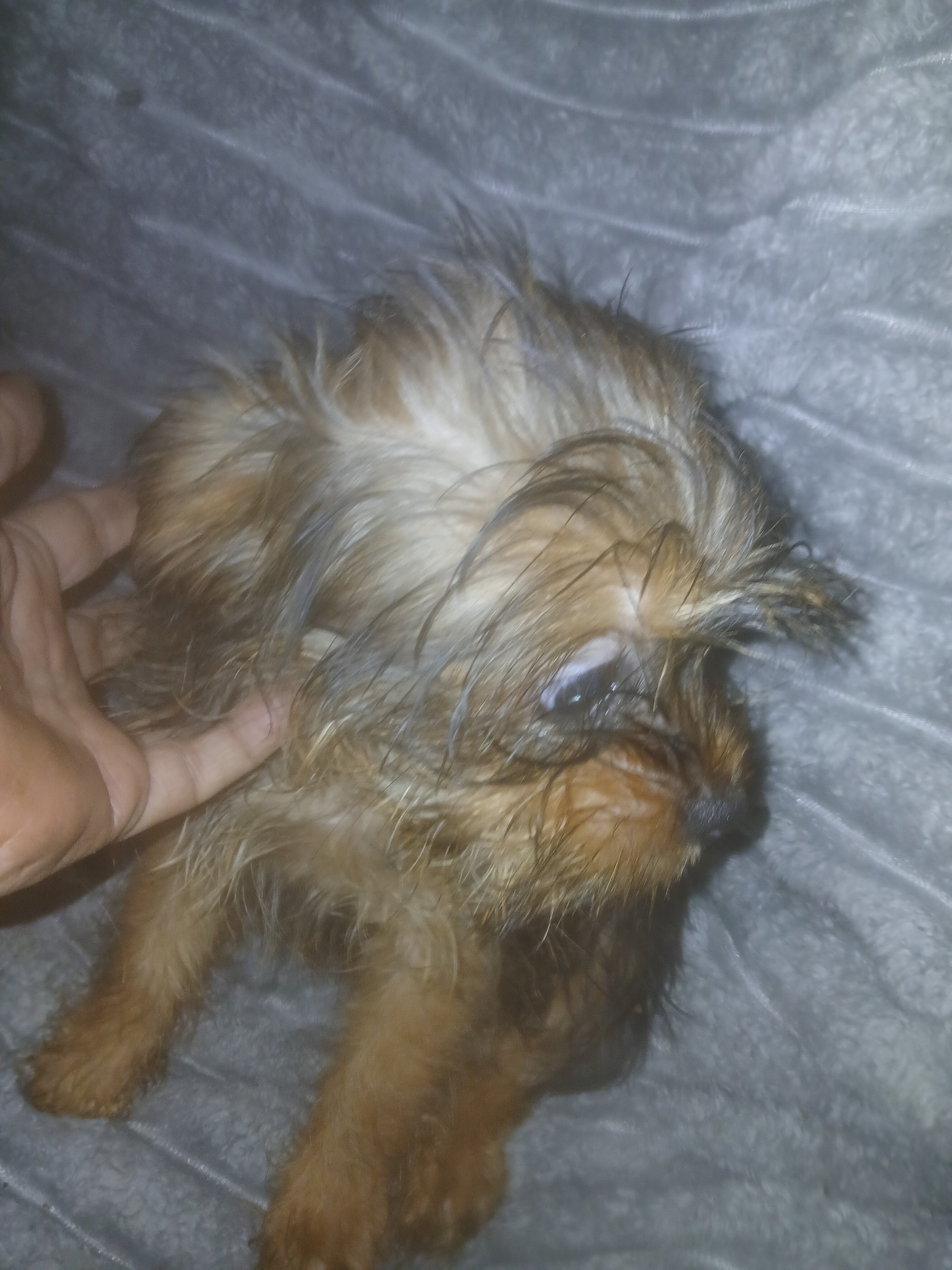 Yorkie mix image 2