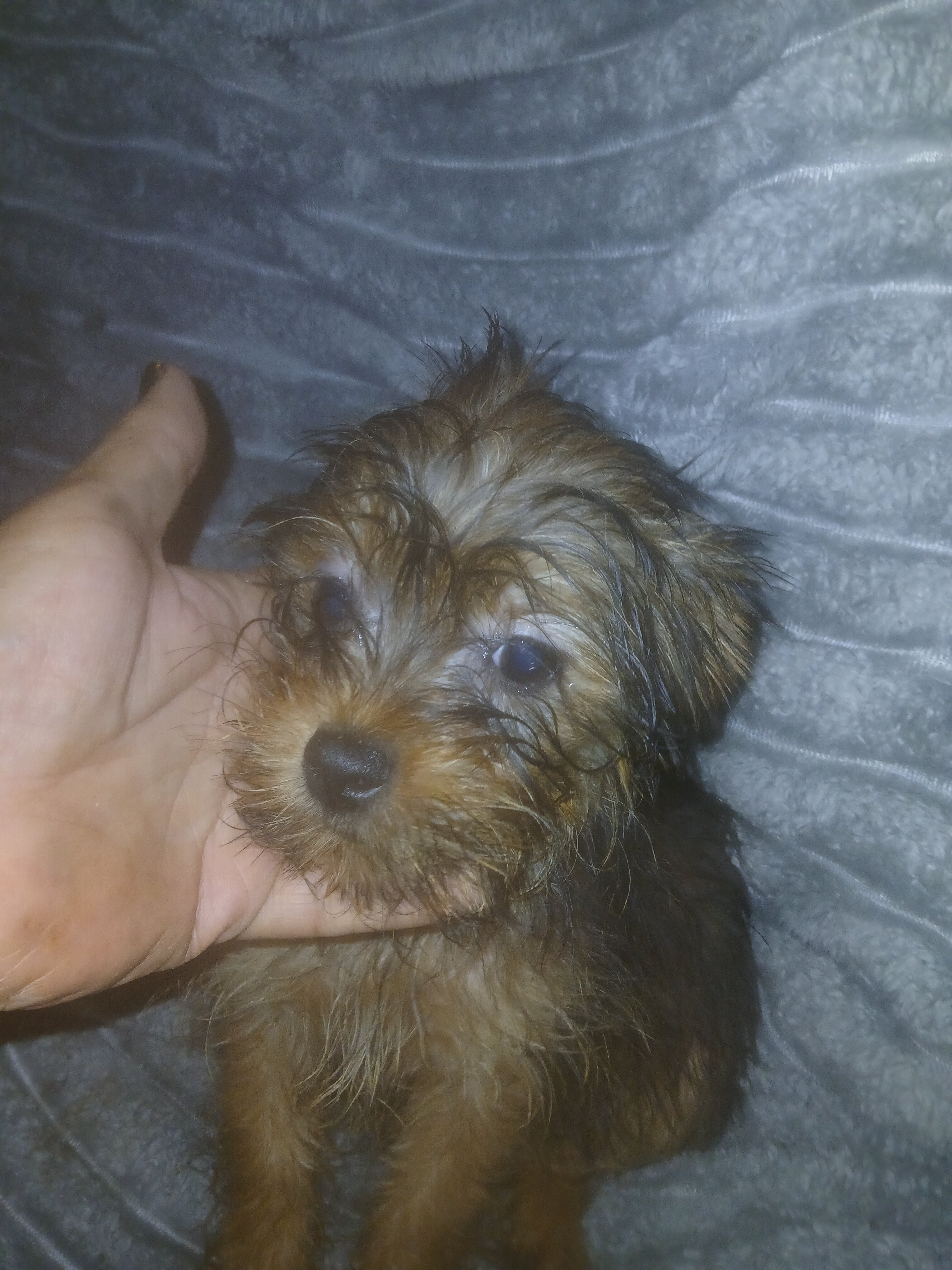 Yorkie mix image 1