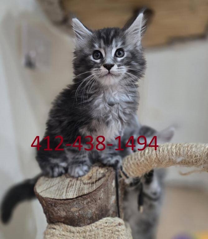 Full Maine Coon Kittens image 1