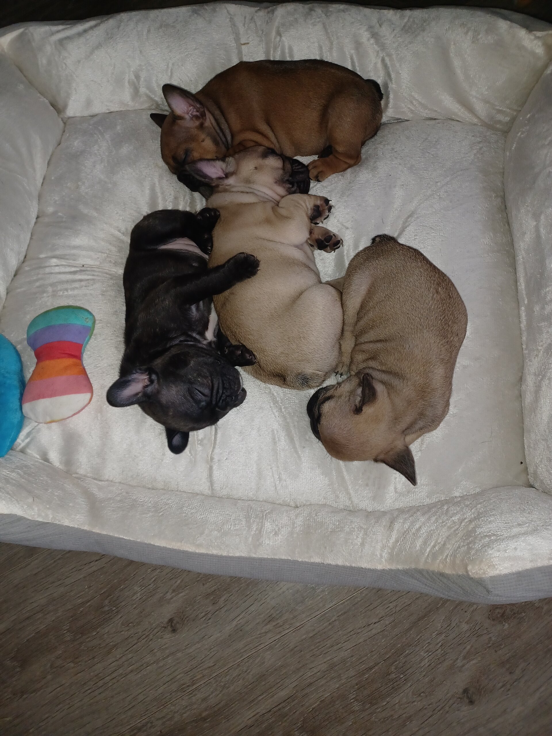 French Bulldogs image 1