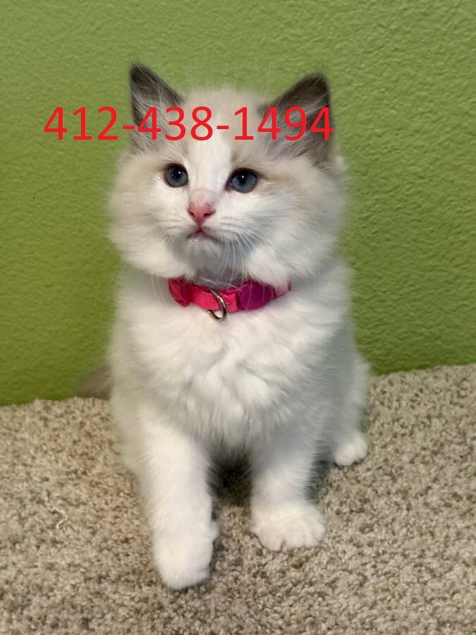 Ragdoll Kittens image 2