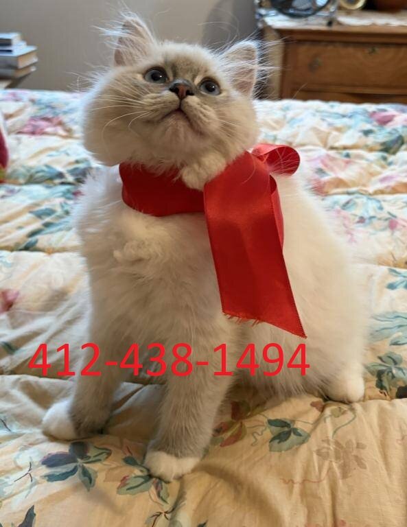 Ragdoll Kittens image 1