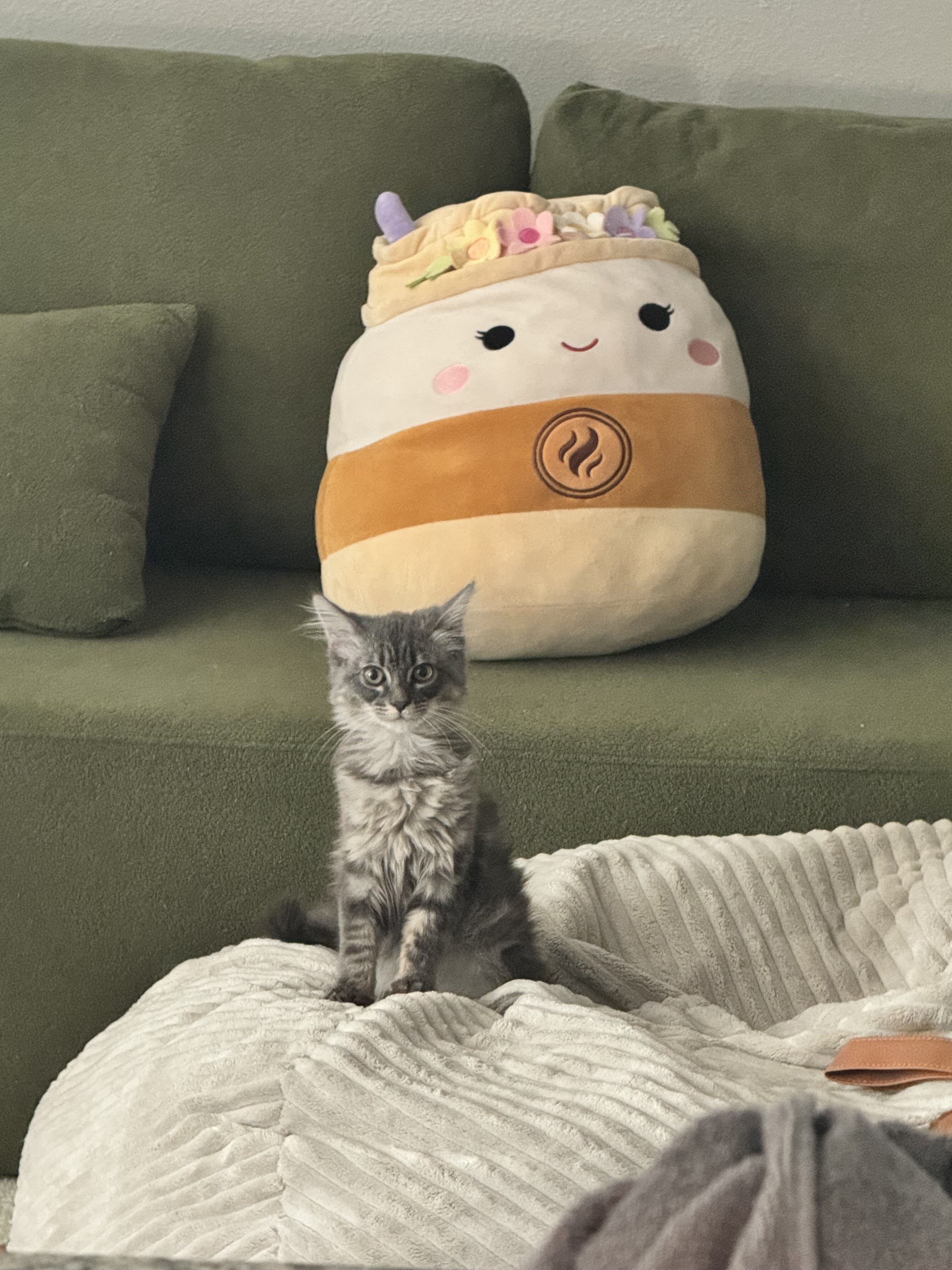 Cat care package image 3