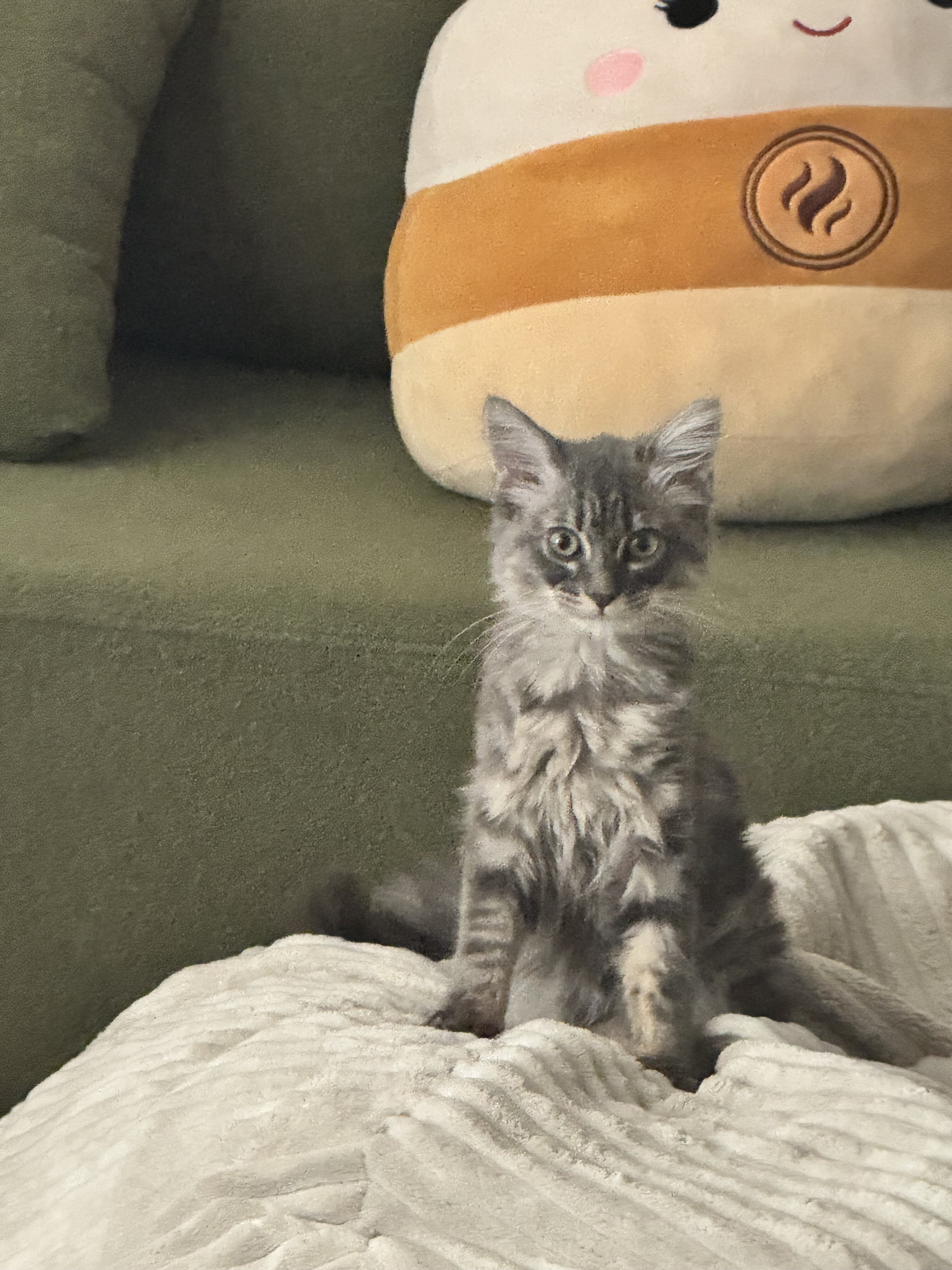 Cat care package image 1