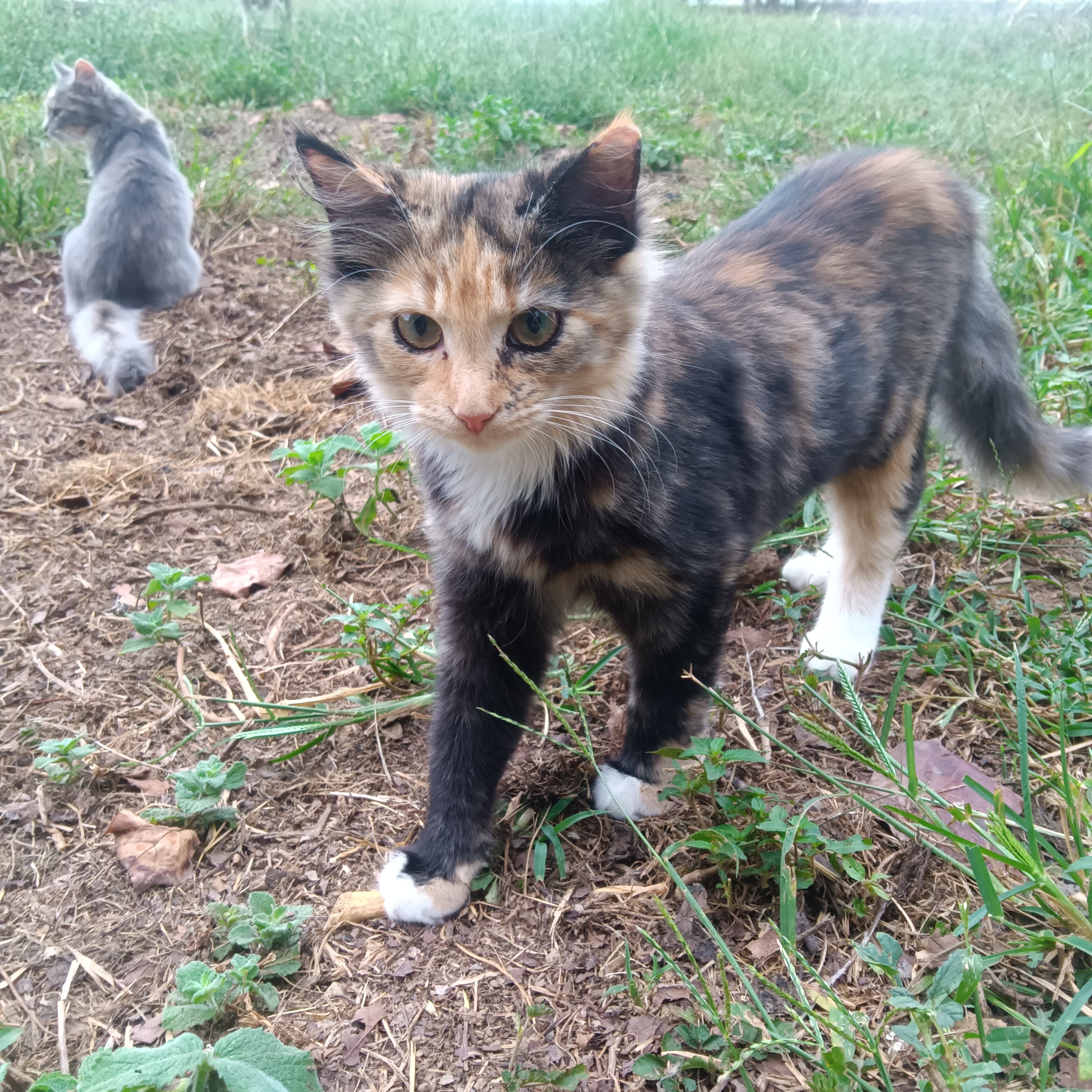 Kitten image 3