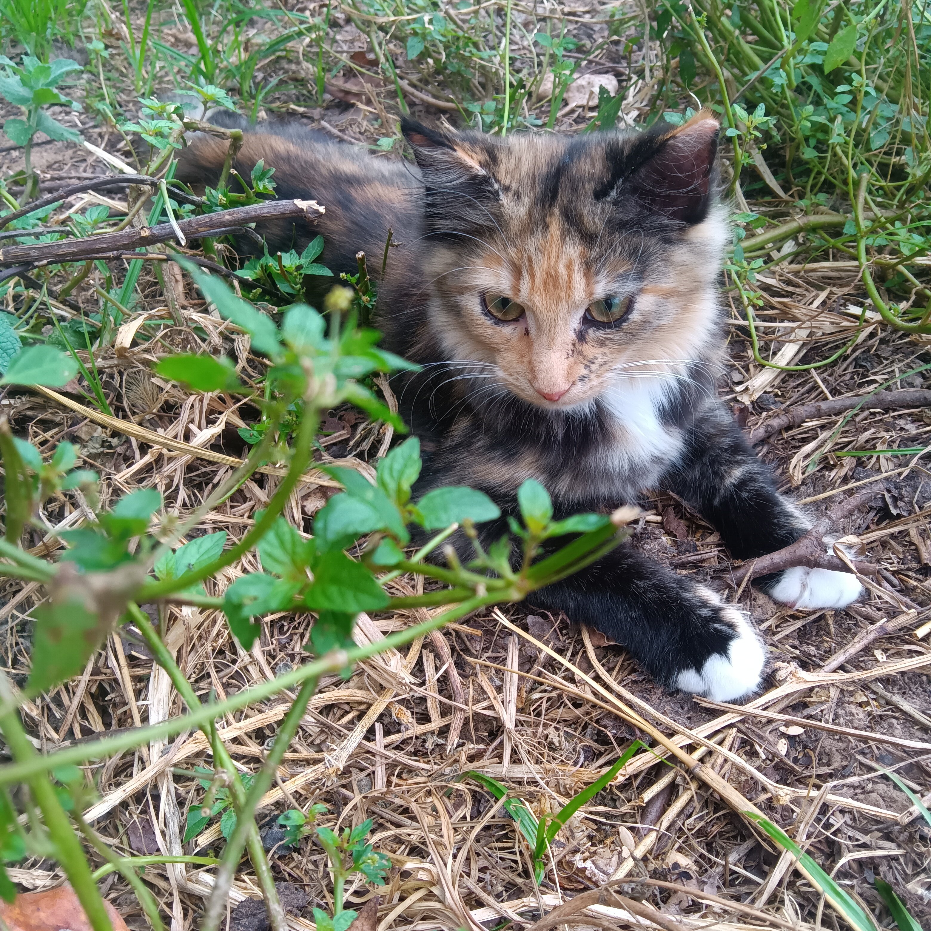 Kitten image 2