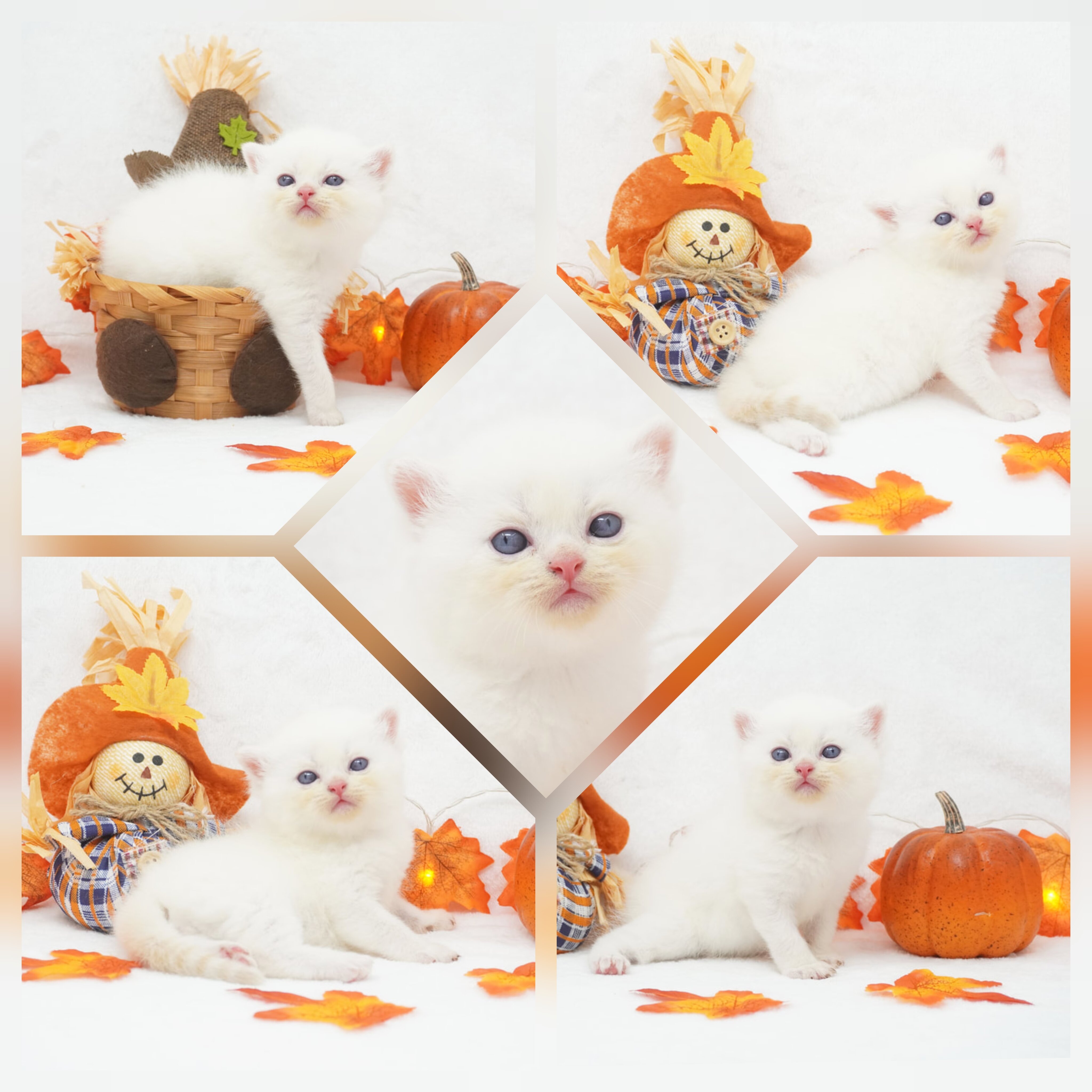 CFA Exotic Shorthairs Health Tested image 3