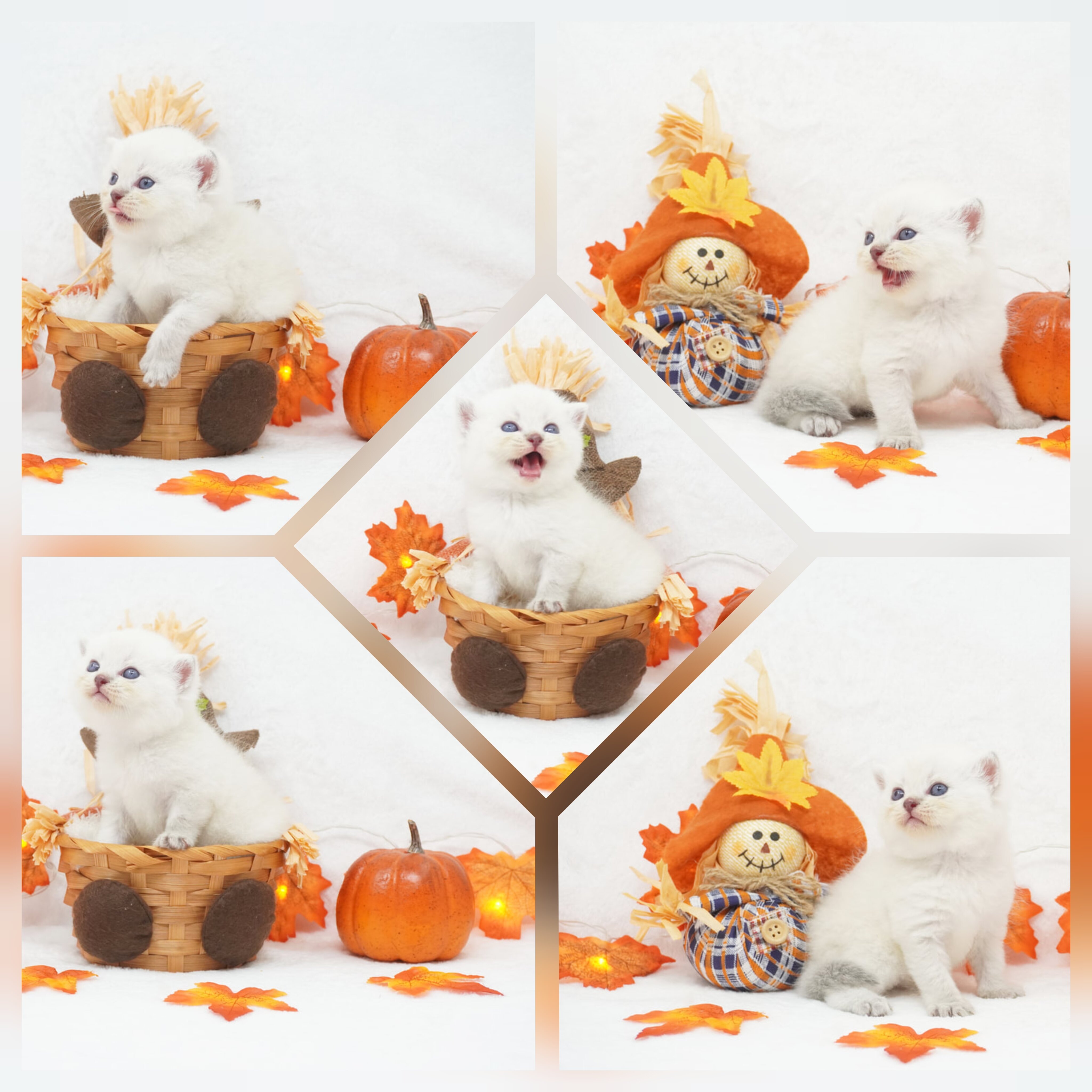 CFA Exotic Shorthairs Health Tested image 2