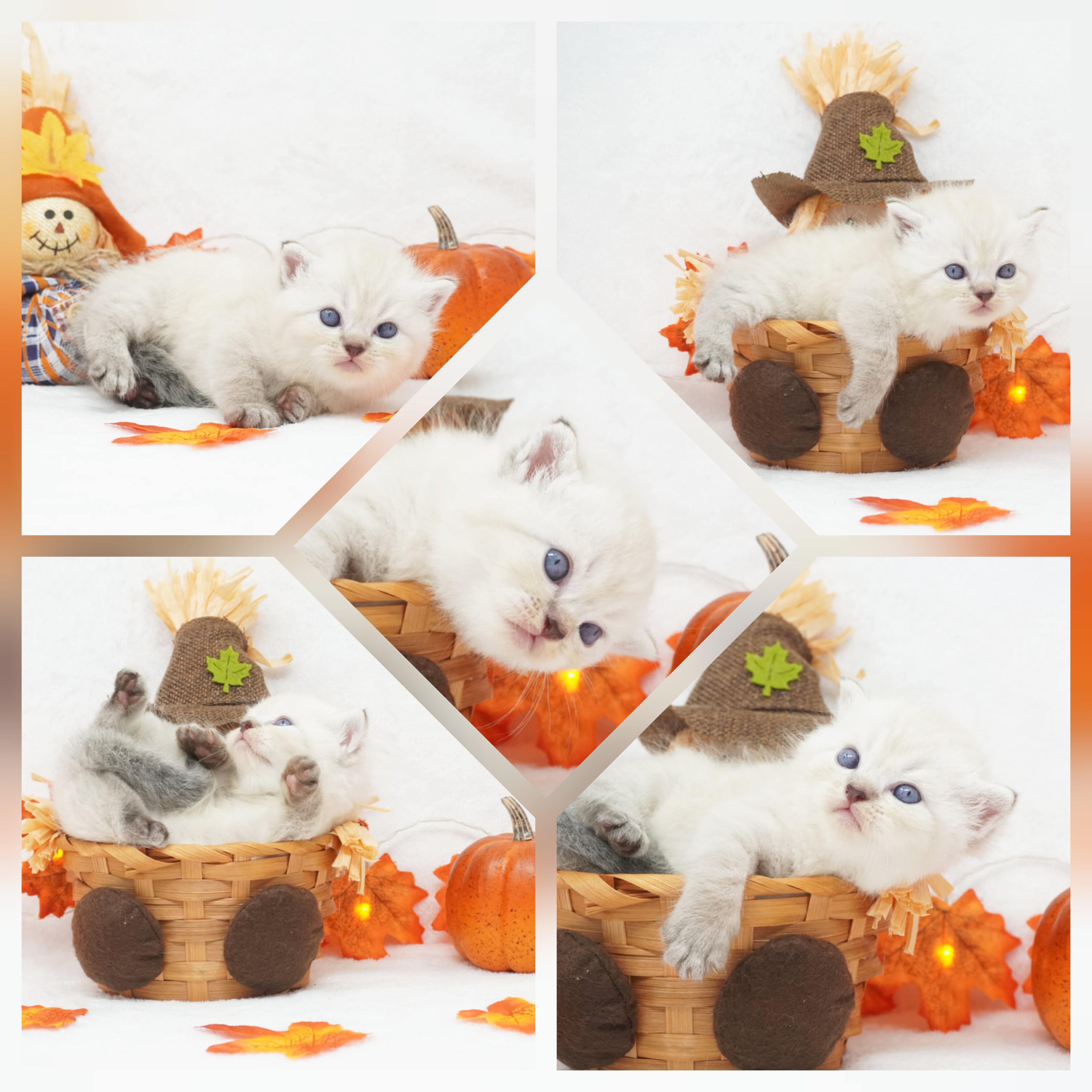 CFA Exotic Shorthairs Health Tested image 1