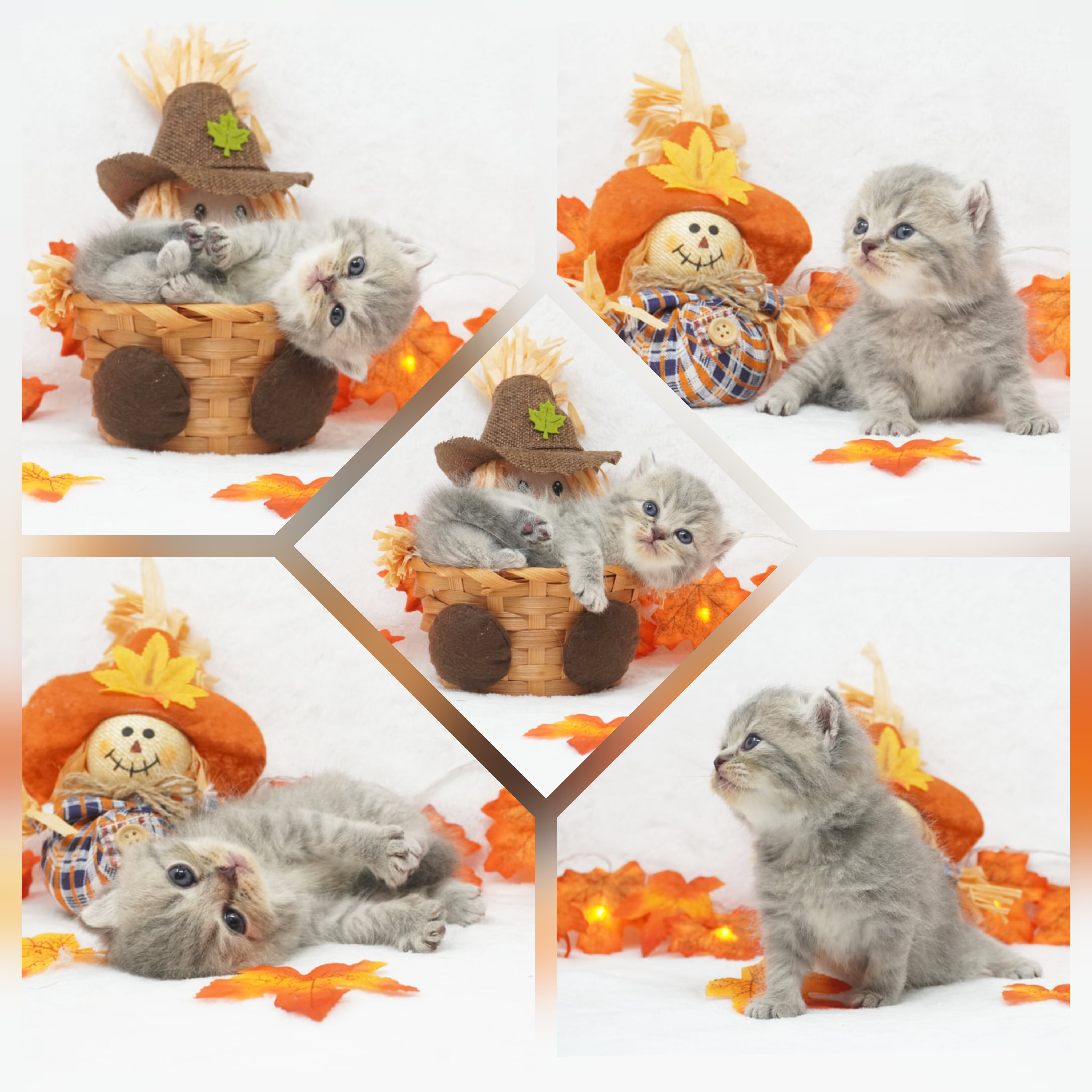 CFA Exotic Shorthairs Health Tested image 4
