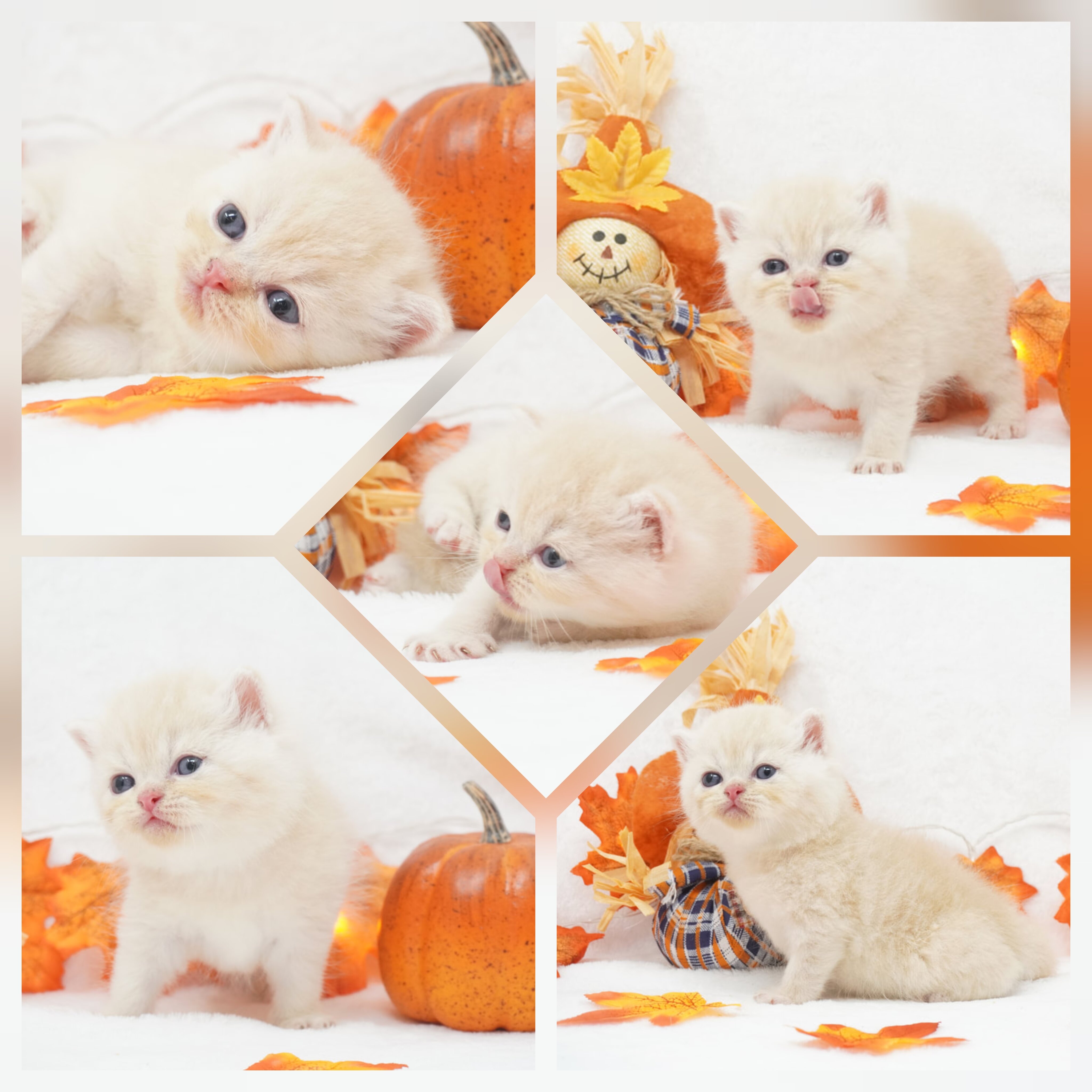 CFA Exotic Shorthairs Health Tested image 5