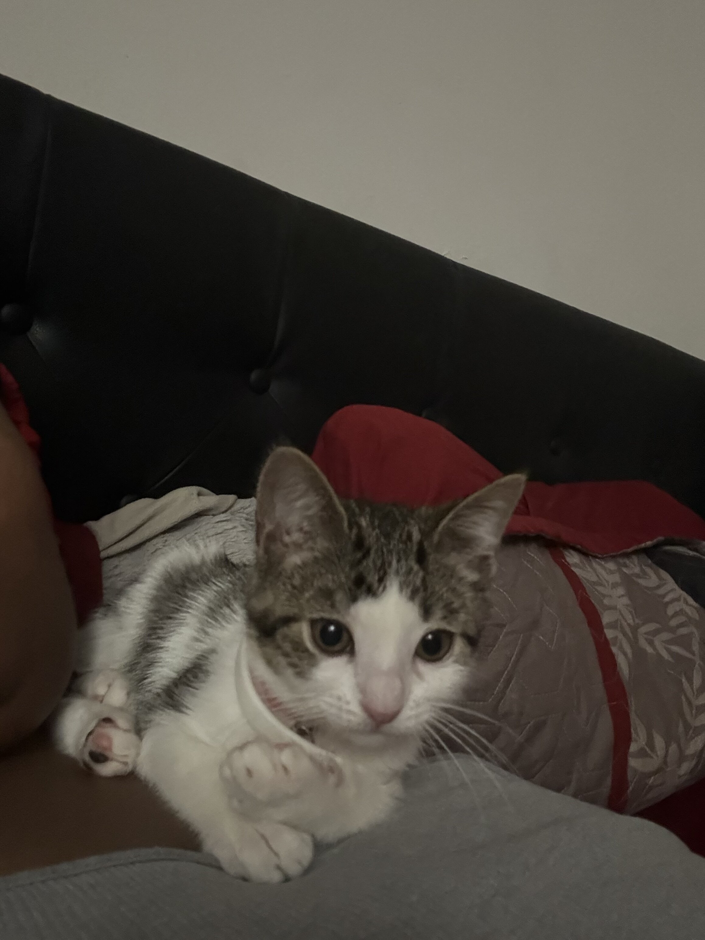 Free kitten image 2