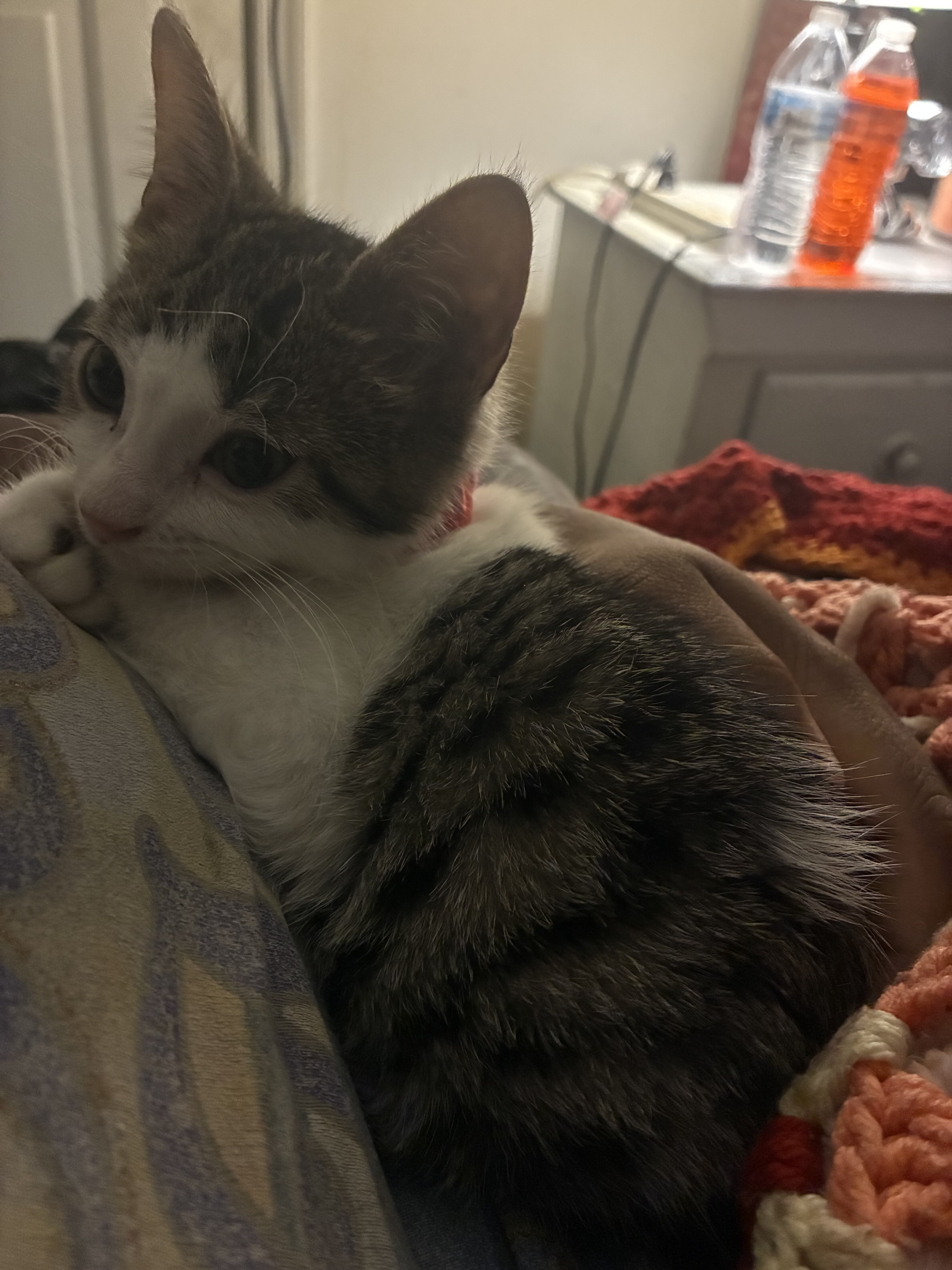Free kitten image 1