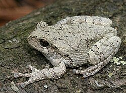 All Species of Tree Frogs Available image 1