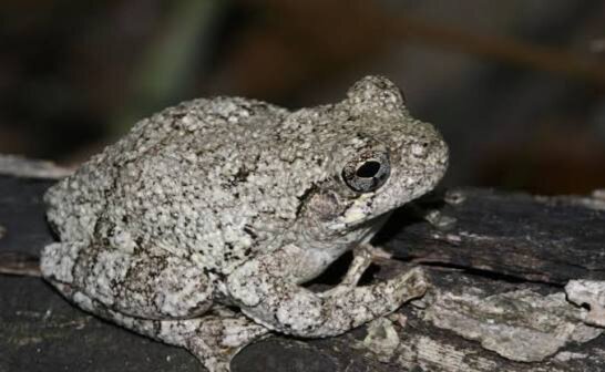 All Species of Tree Frogs Available image 5