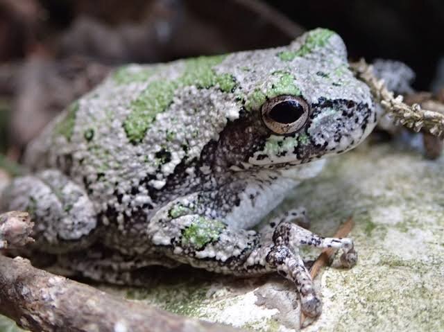 All Species of Tree Frogs Available image 2