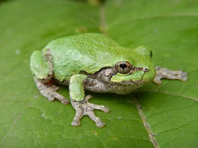 All Species of Tree Frogs Available image 3