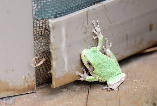 All Species of Tree Frogs Available image 4