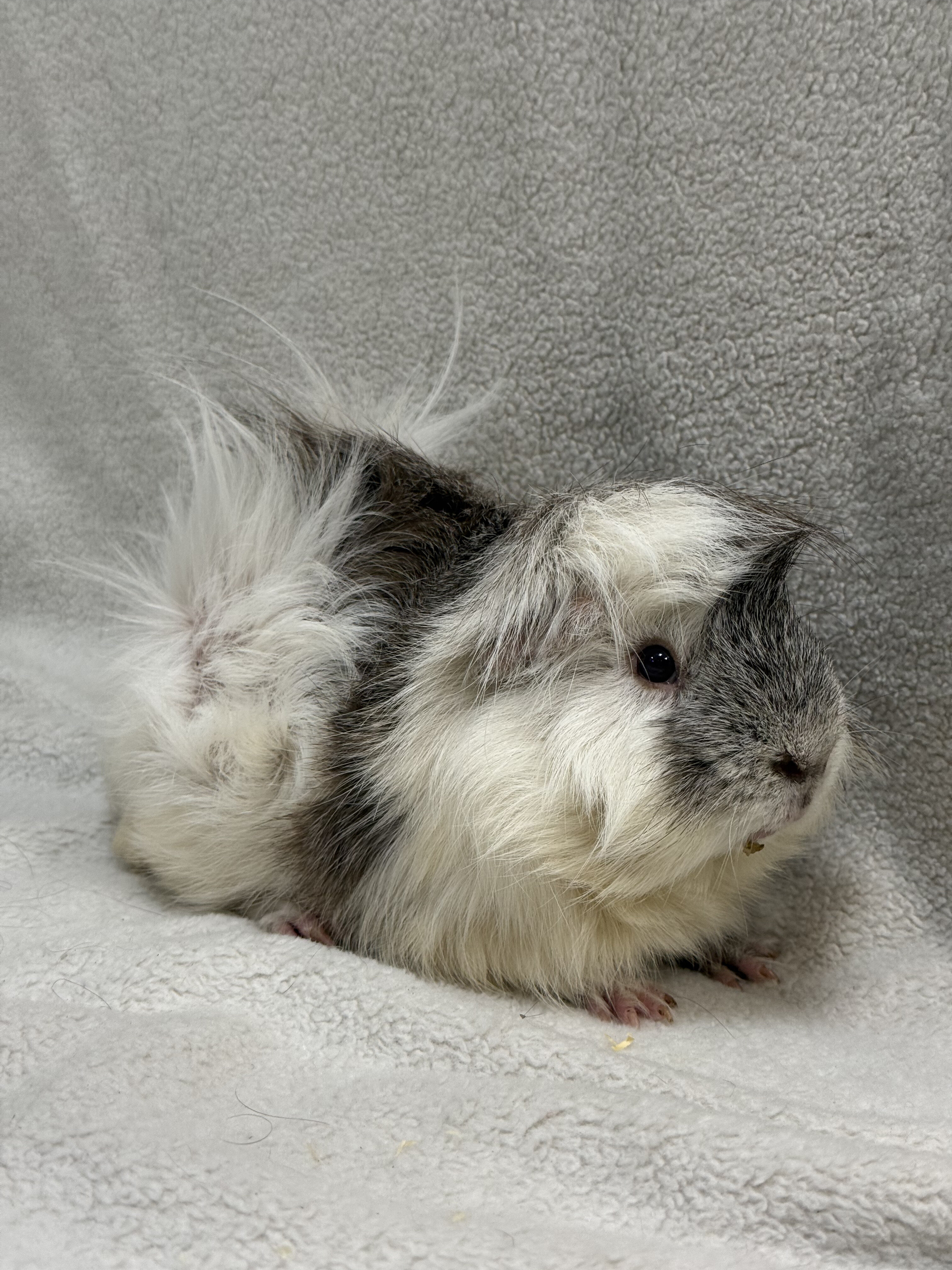 Male Guinea Pigs image 1
