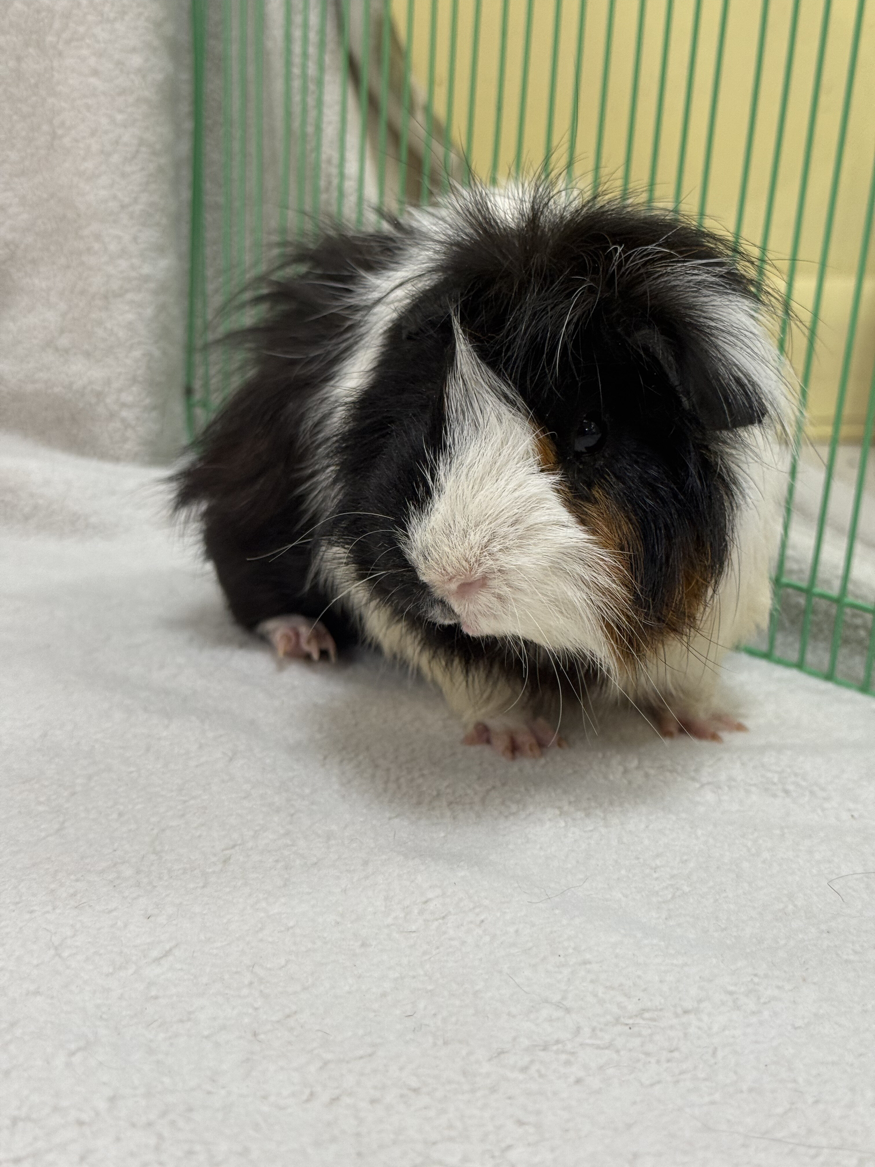 Male Guinea Pigs image 3