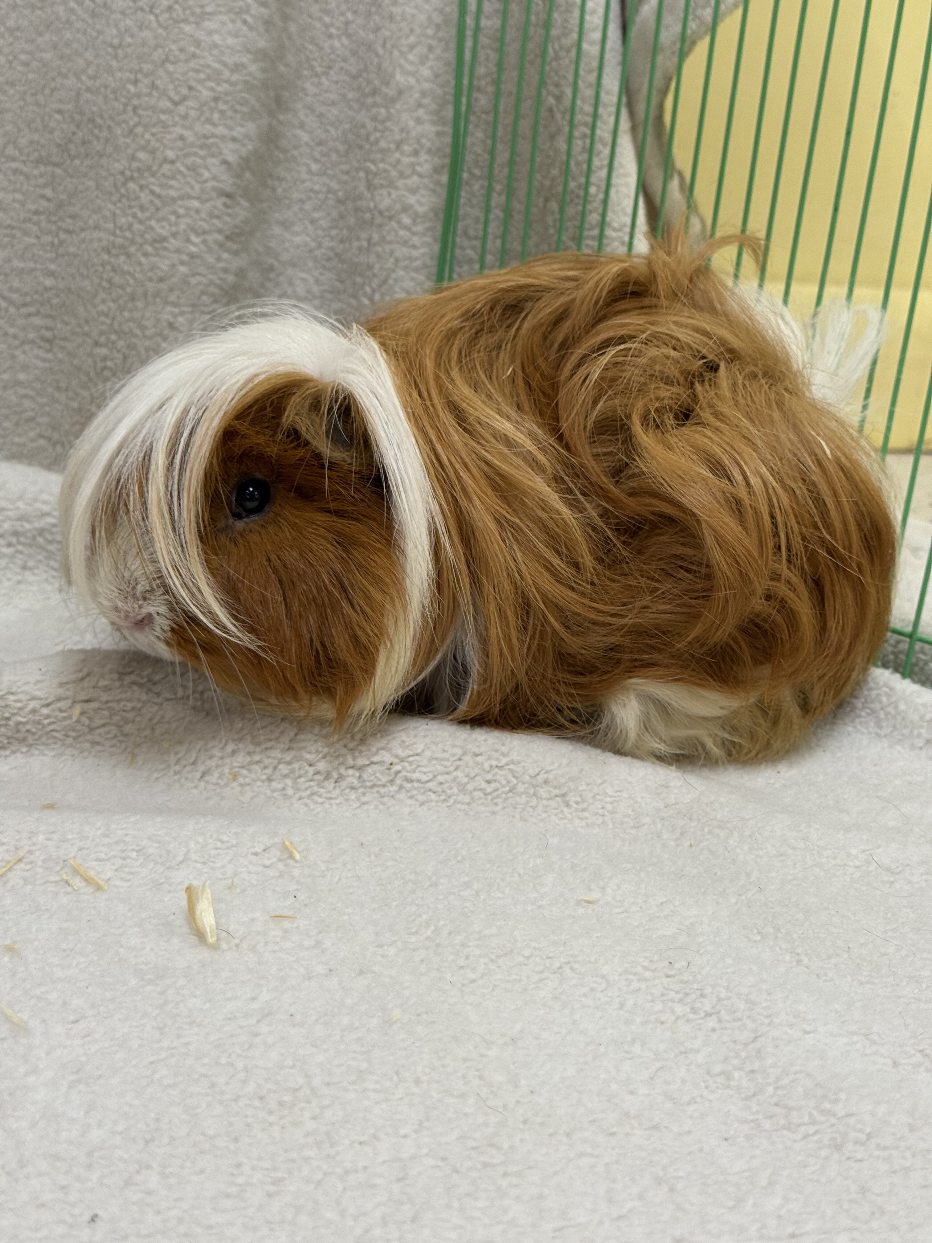 Male Guinea Pigs image 4
