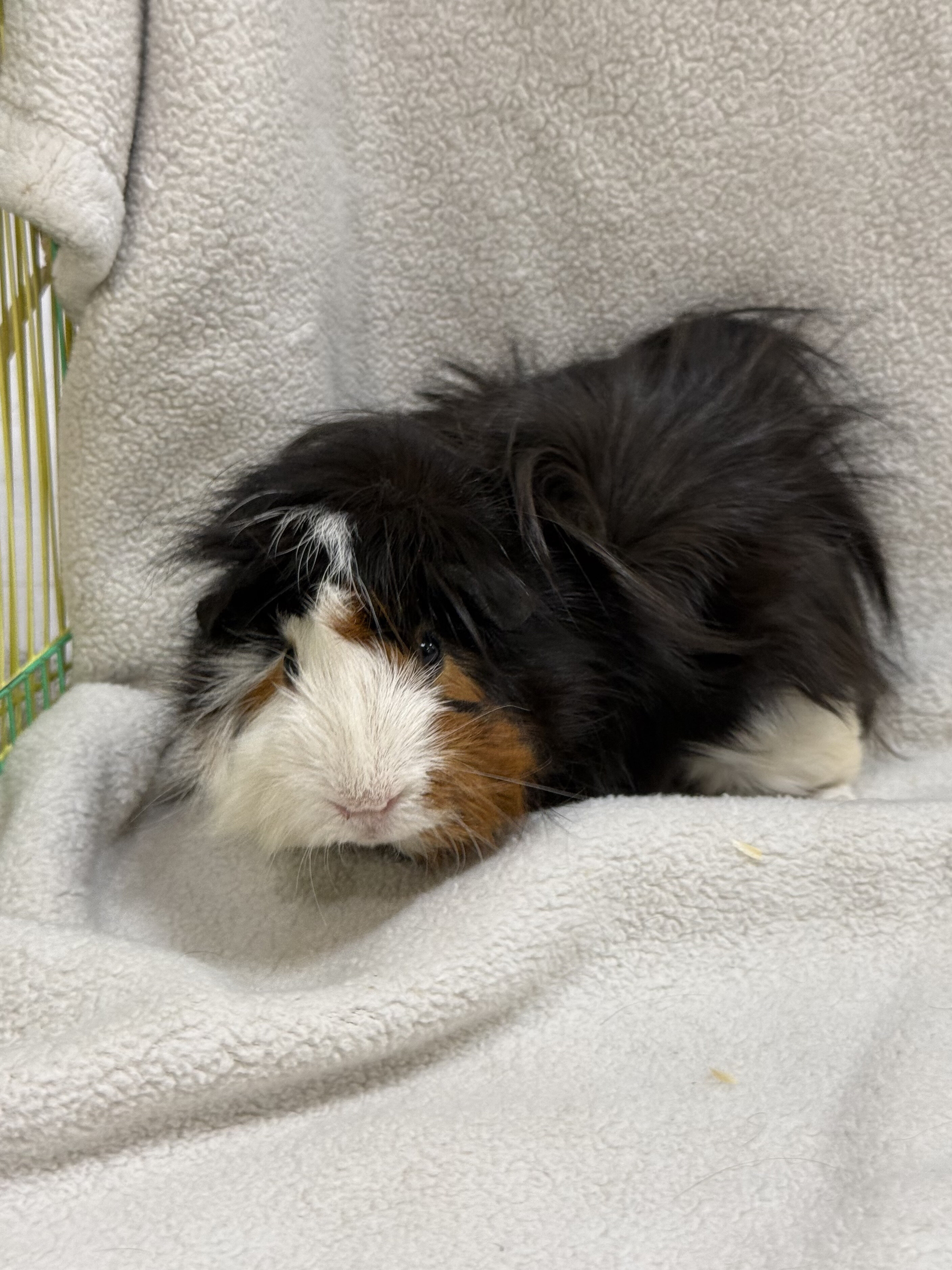 Male Guinea Pigs image 2