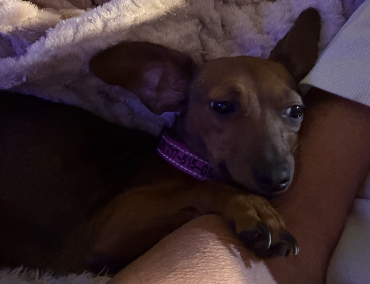 Chihuahua image 1