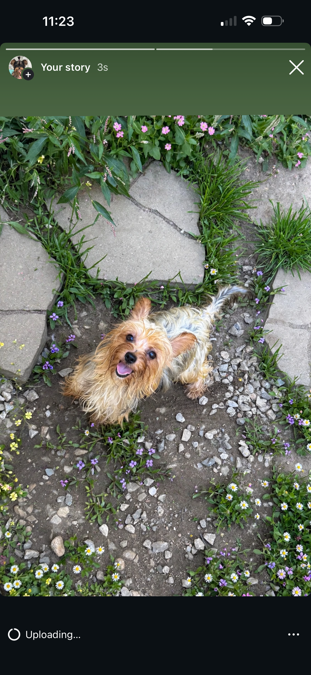 One year old Yorkie female image 2