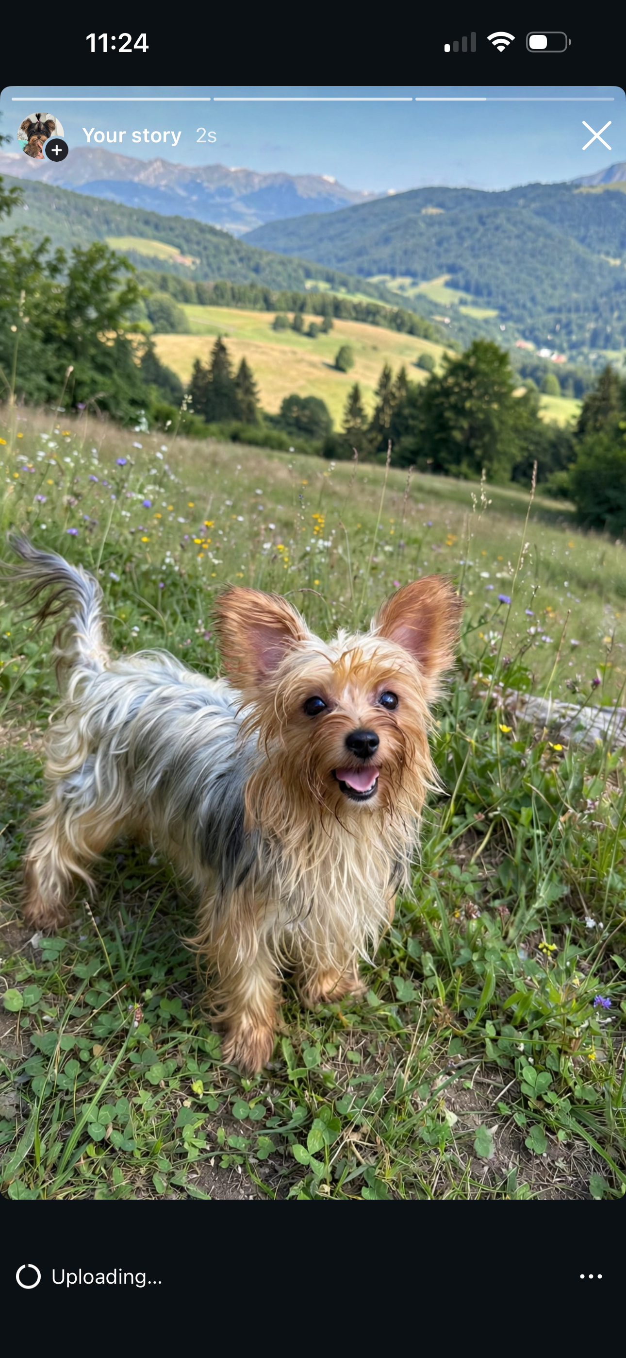 One year old Yorkie female image 1