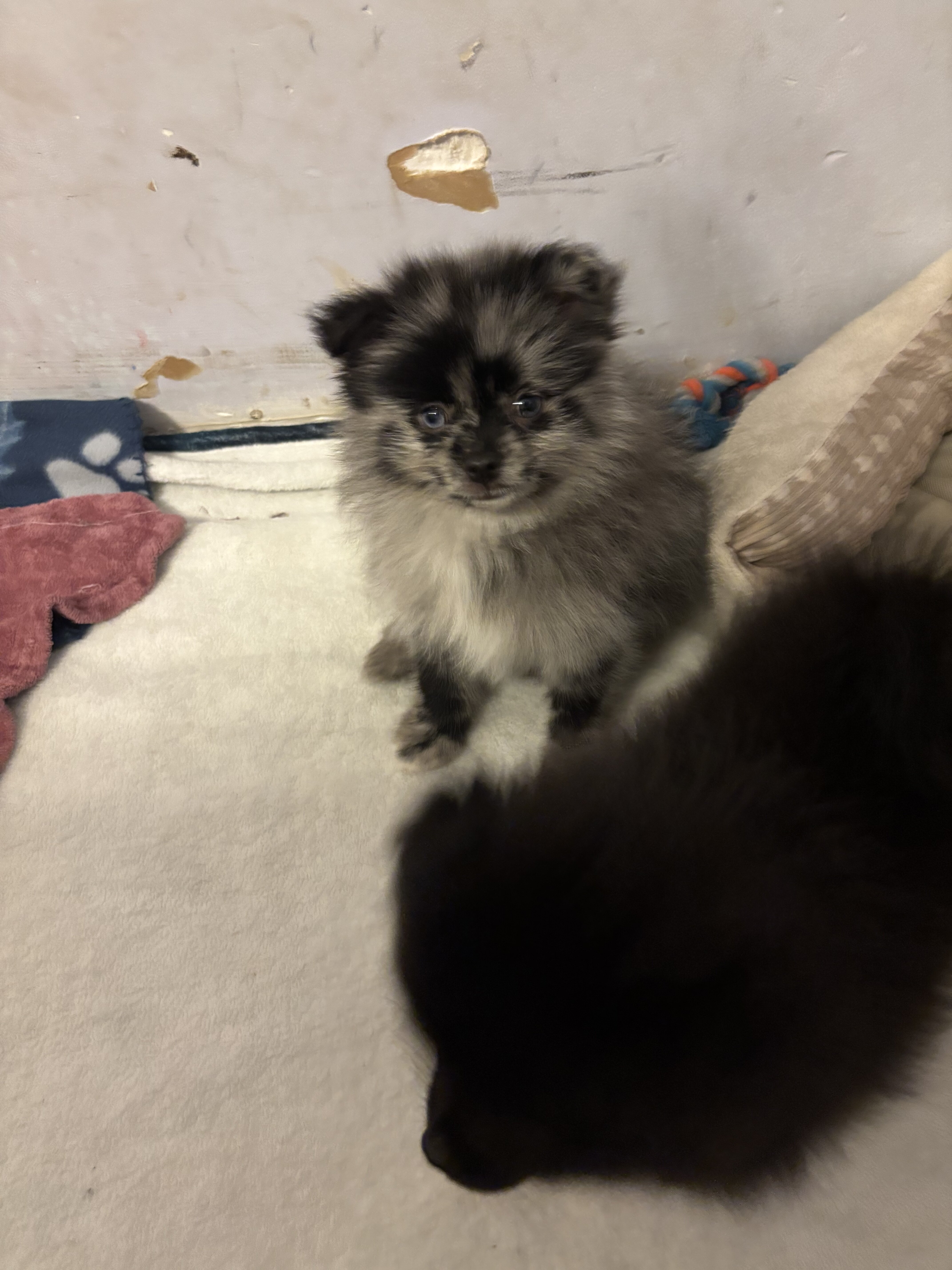Pomeranian- blue Merle, male image 3