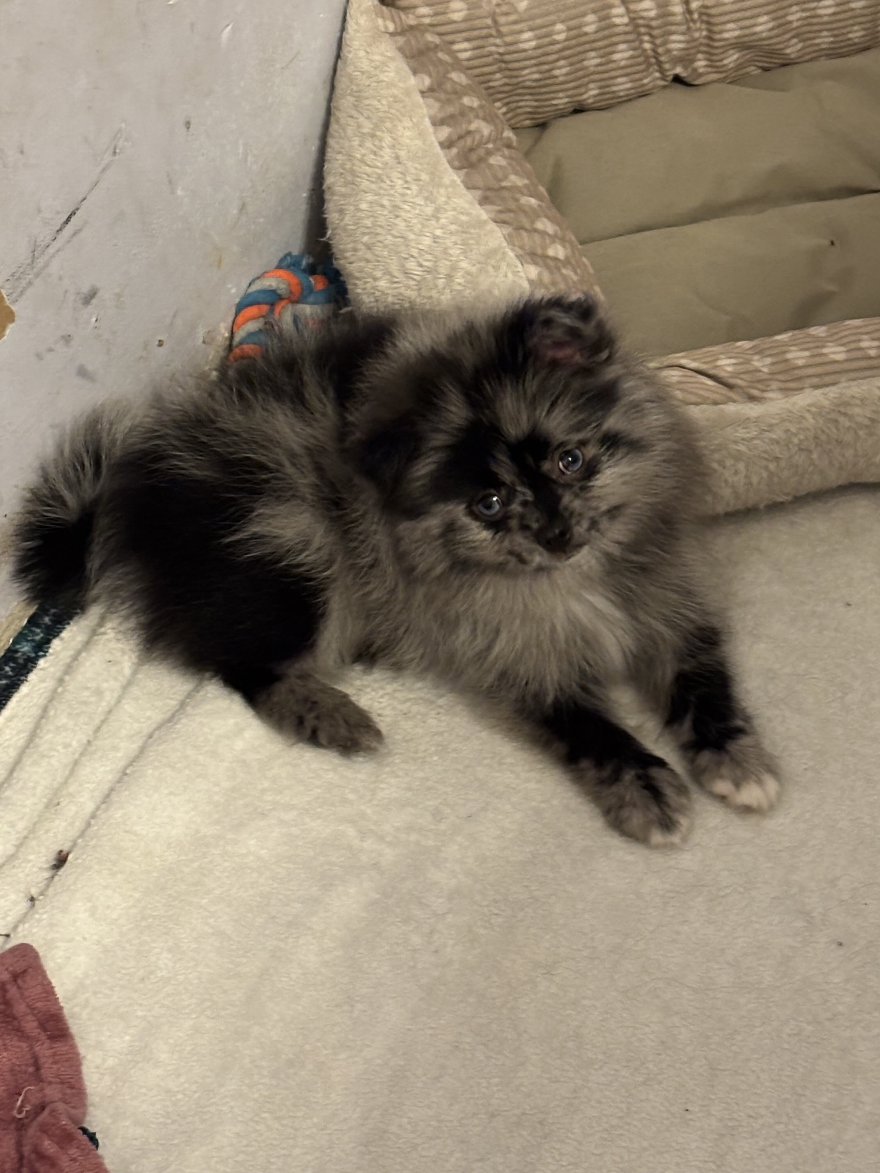 Pomeranian- blue Merle, male image 2