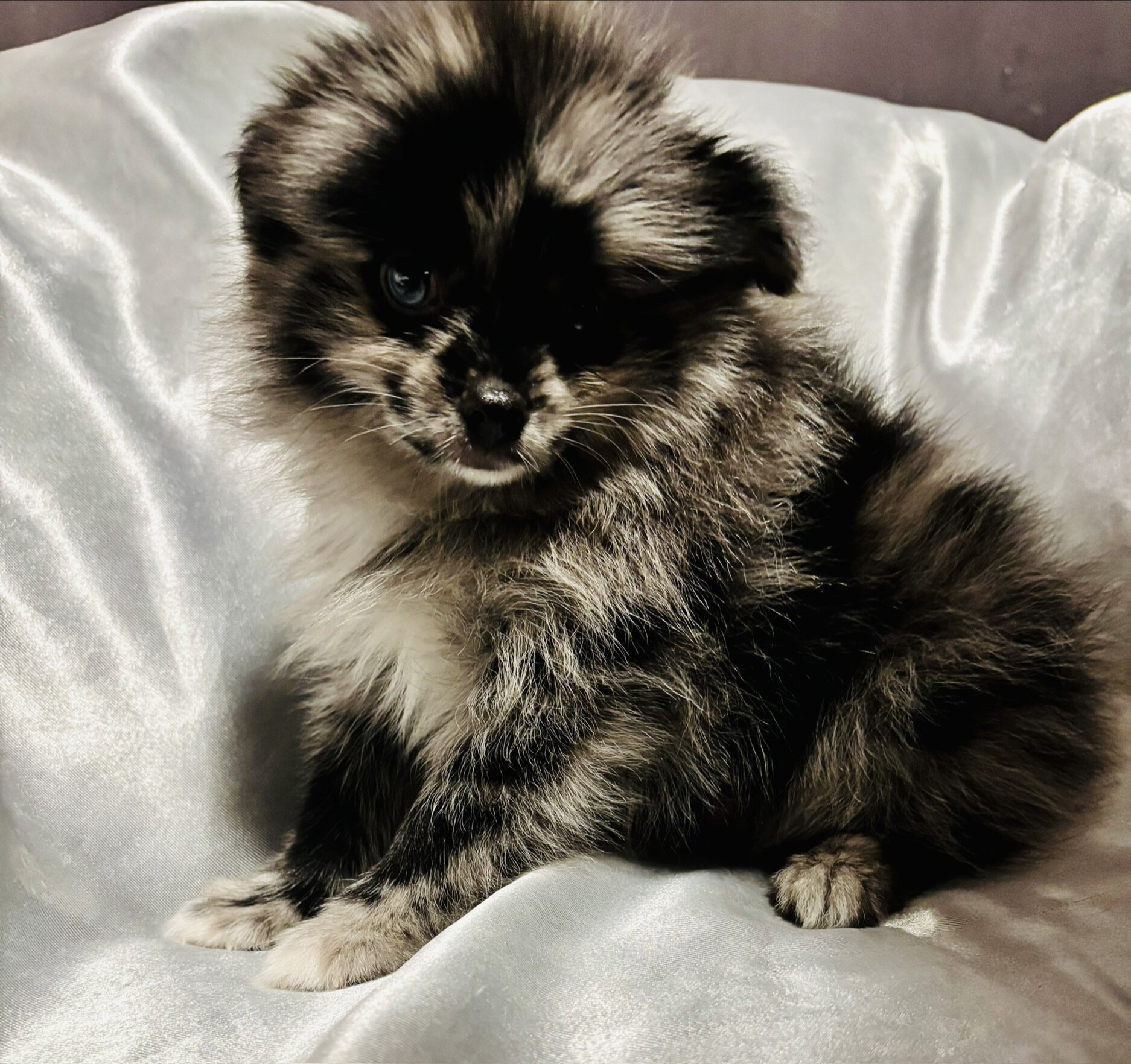 Pomeranian- blue Merle, male image 1